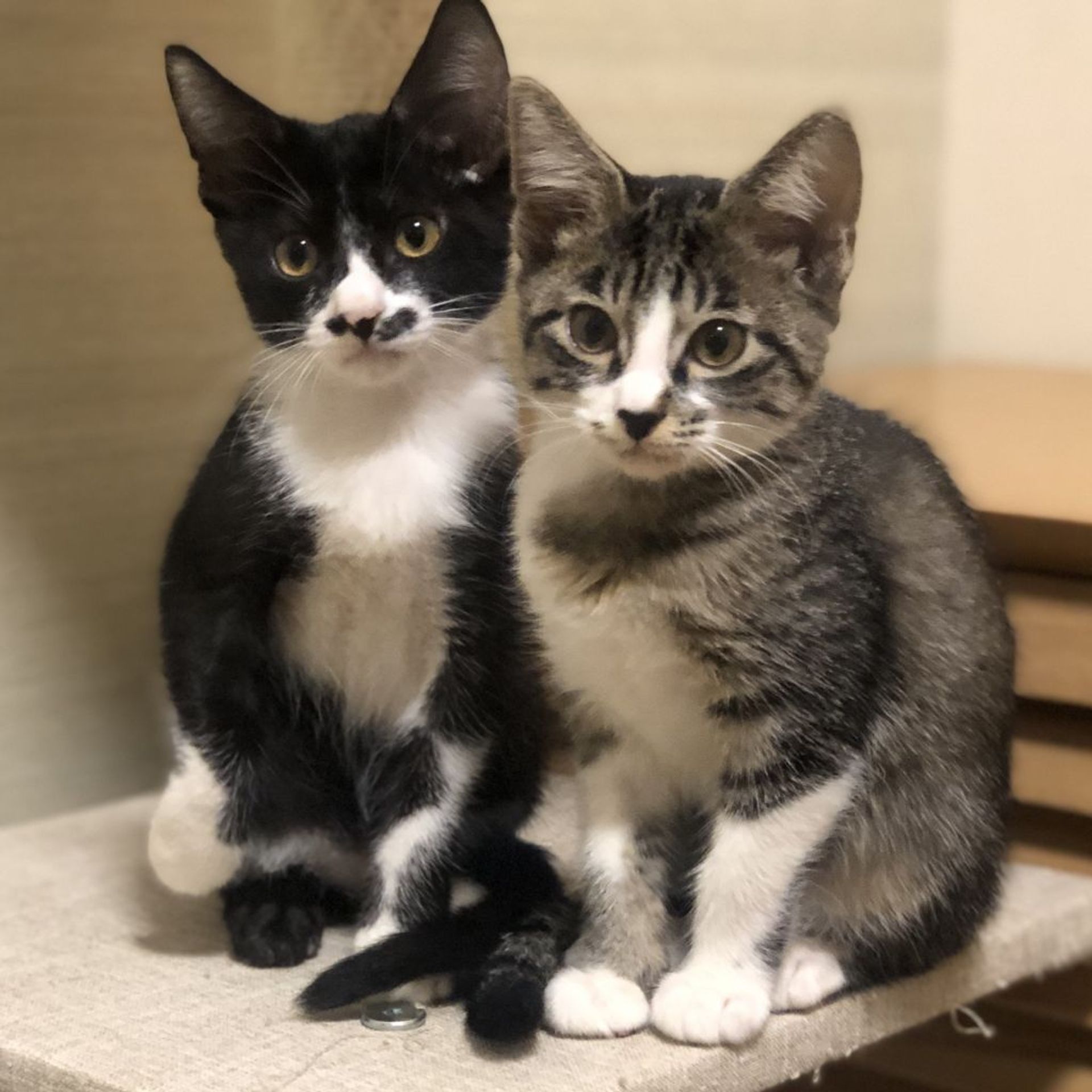 雑種（ミックス猫）・メスの里親募集の写真