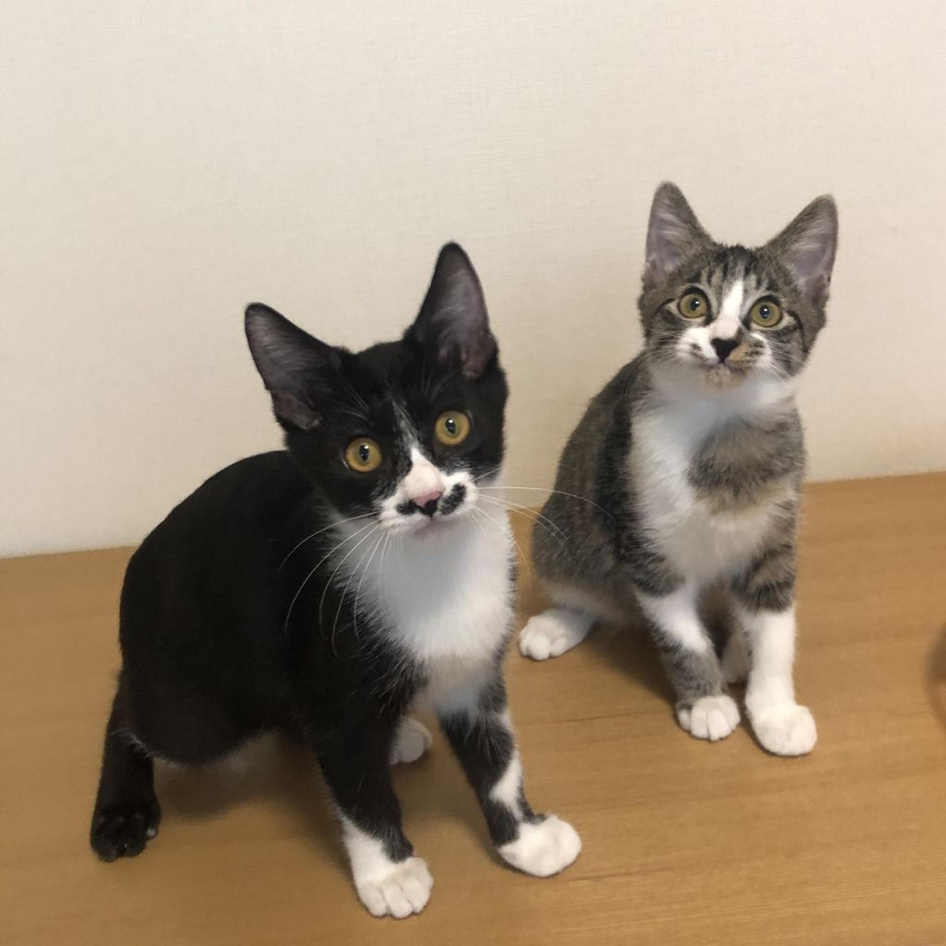 pet-image-2