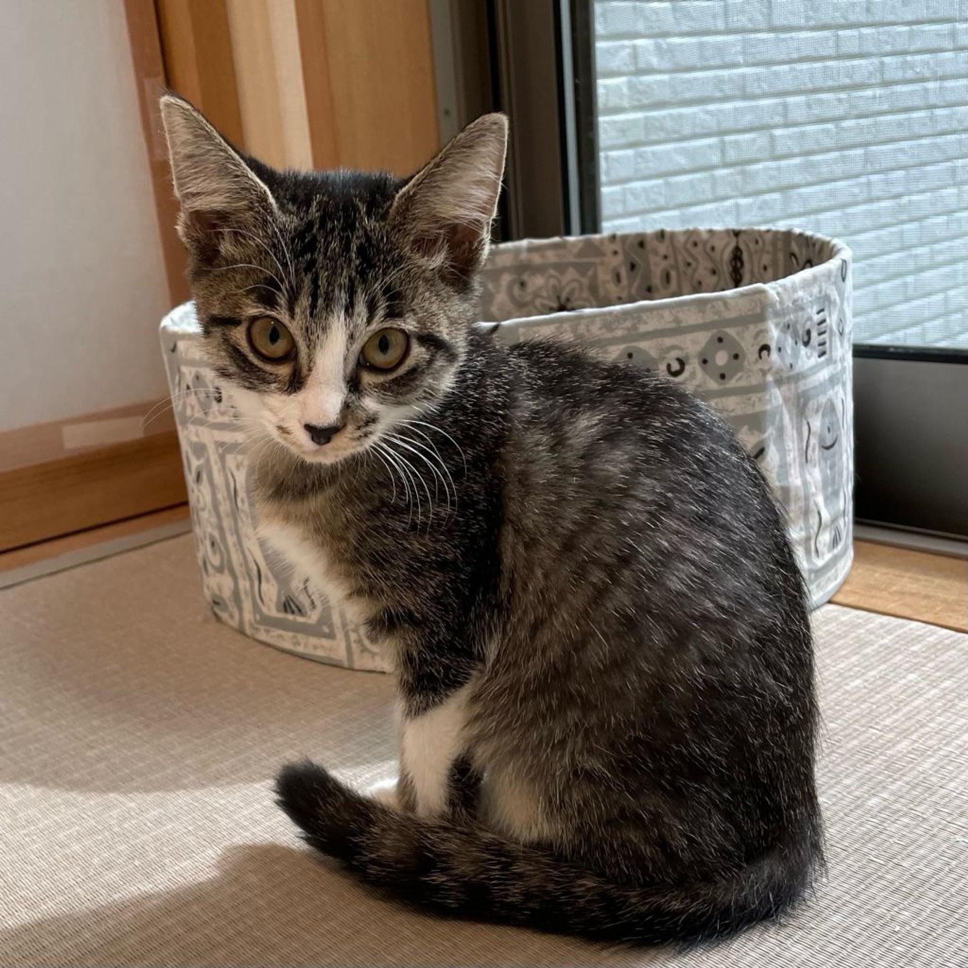 pet-image-7