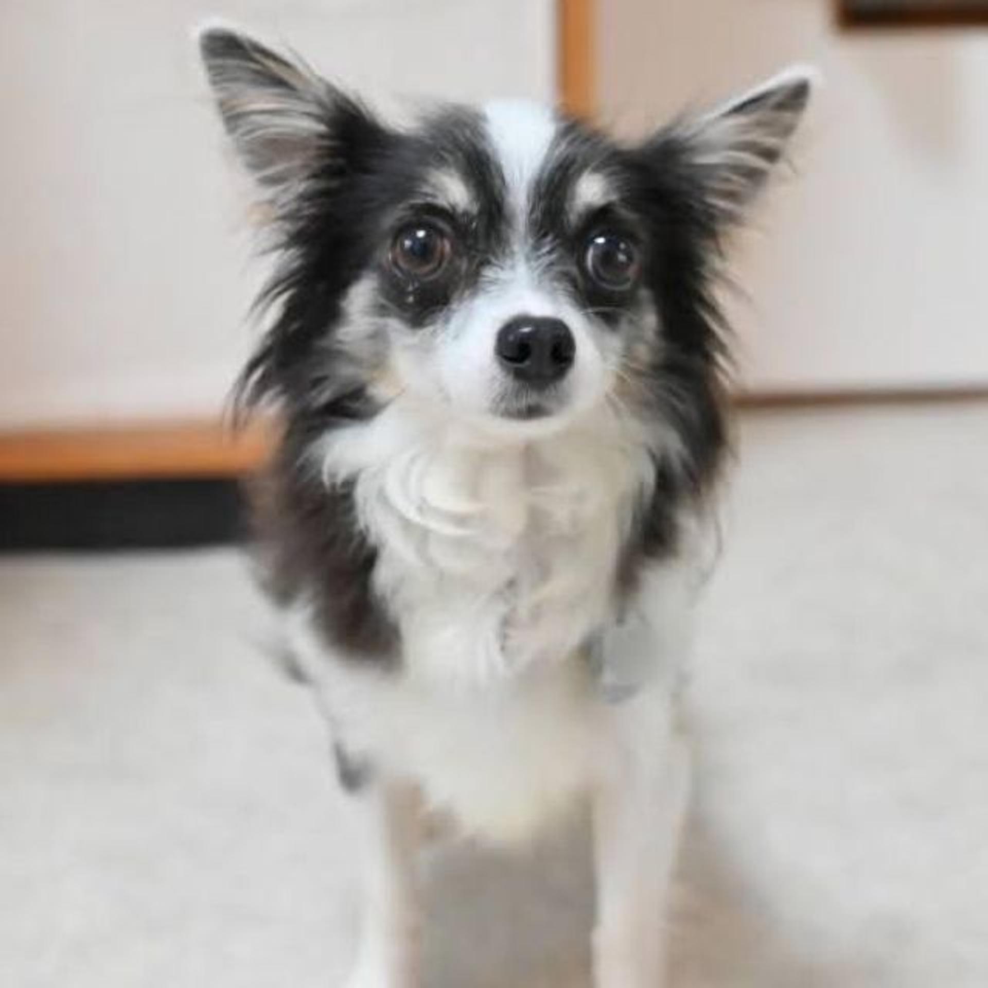 pet-image-8