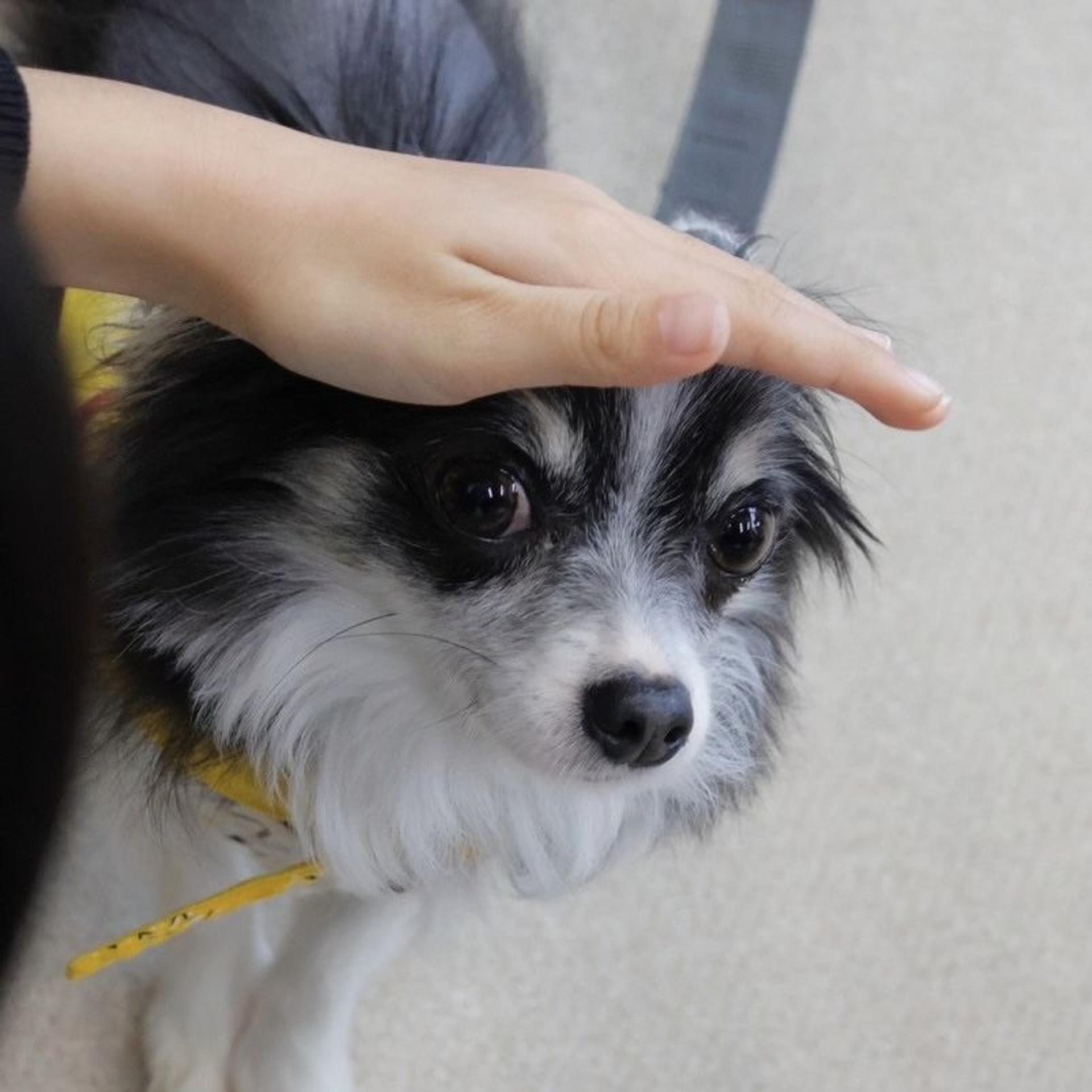 pet-image-2