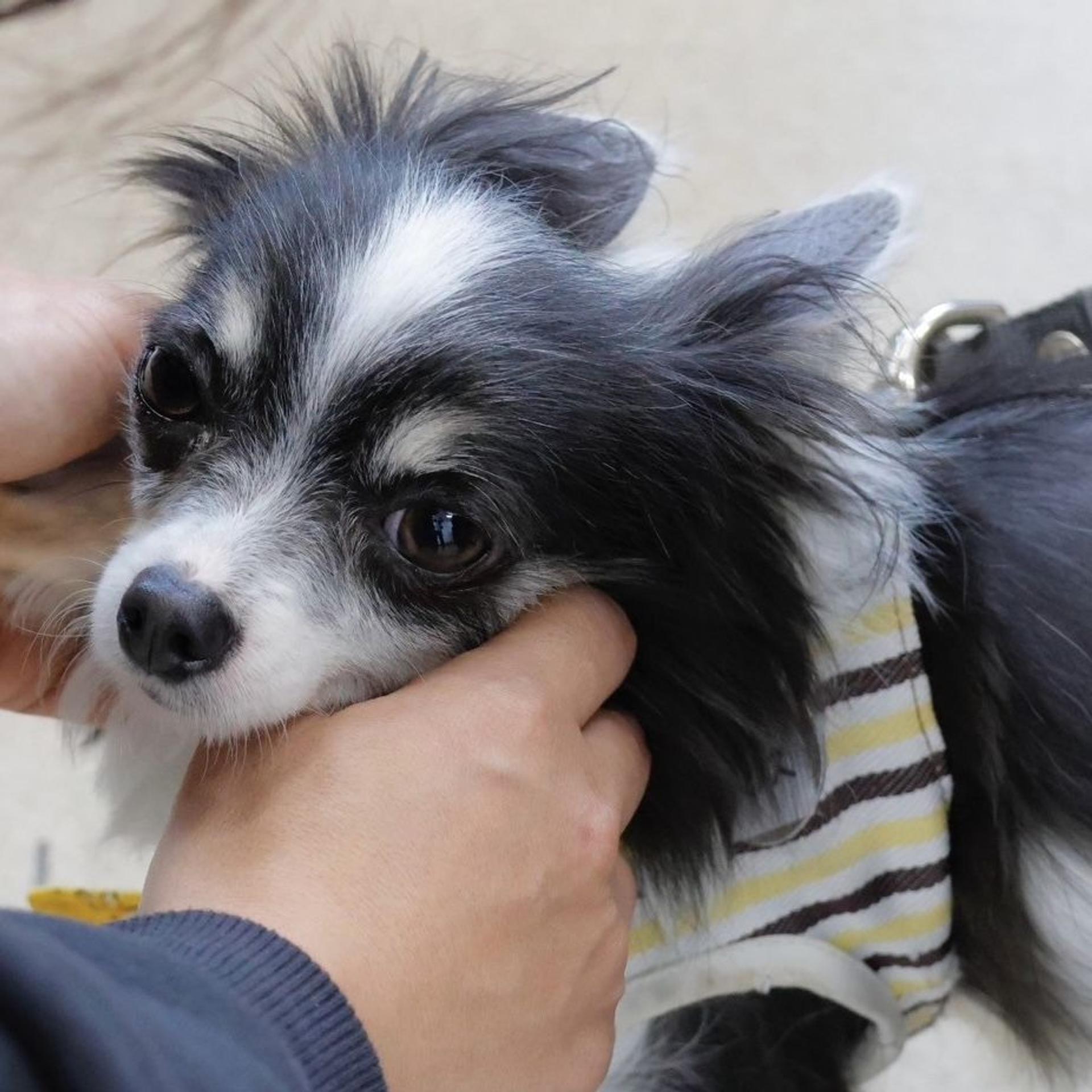 pet-image-4
