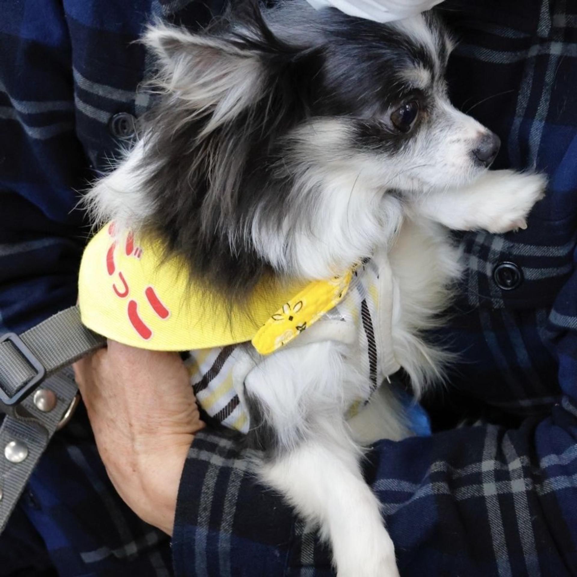 pet-image-5