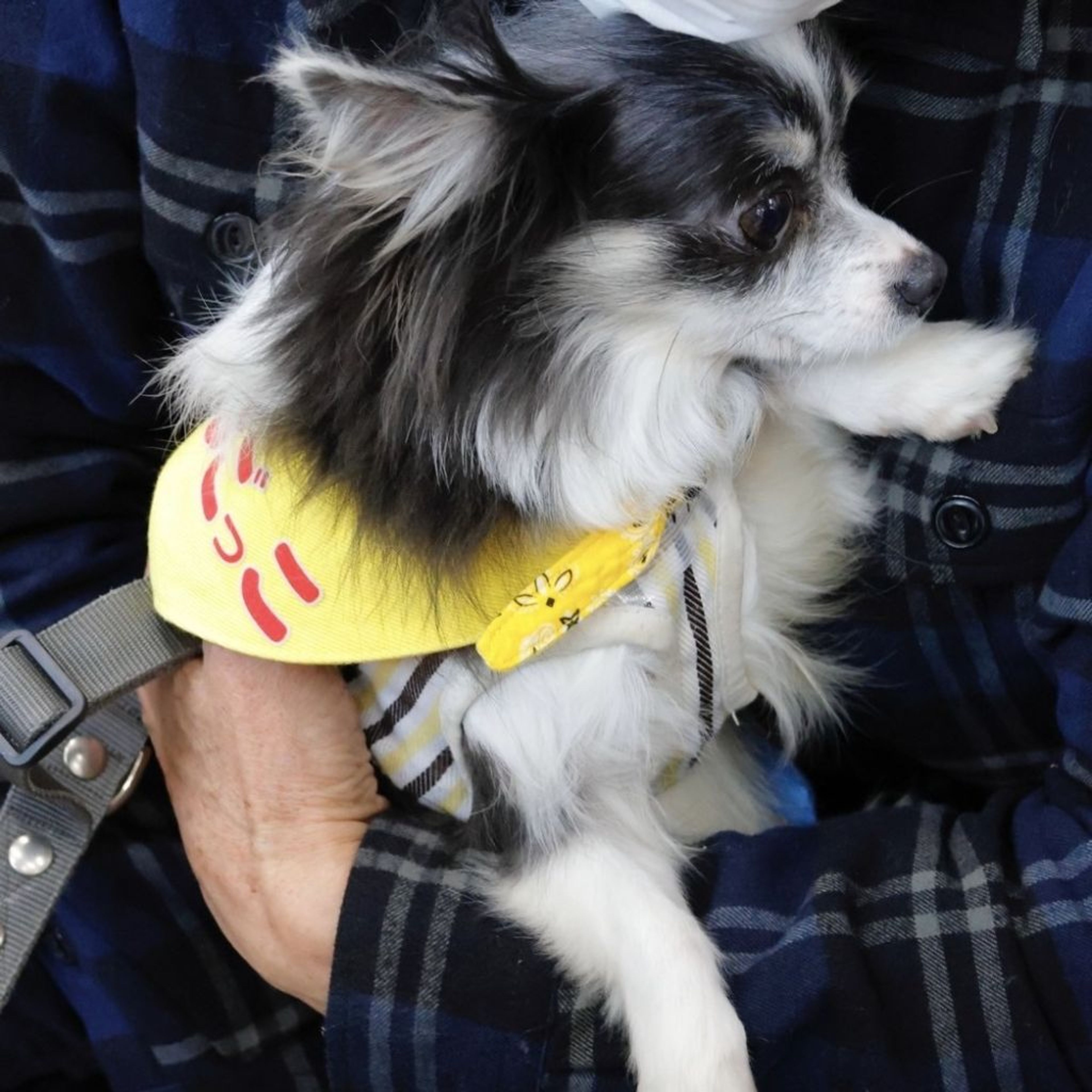 pet-image-5