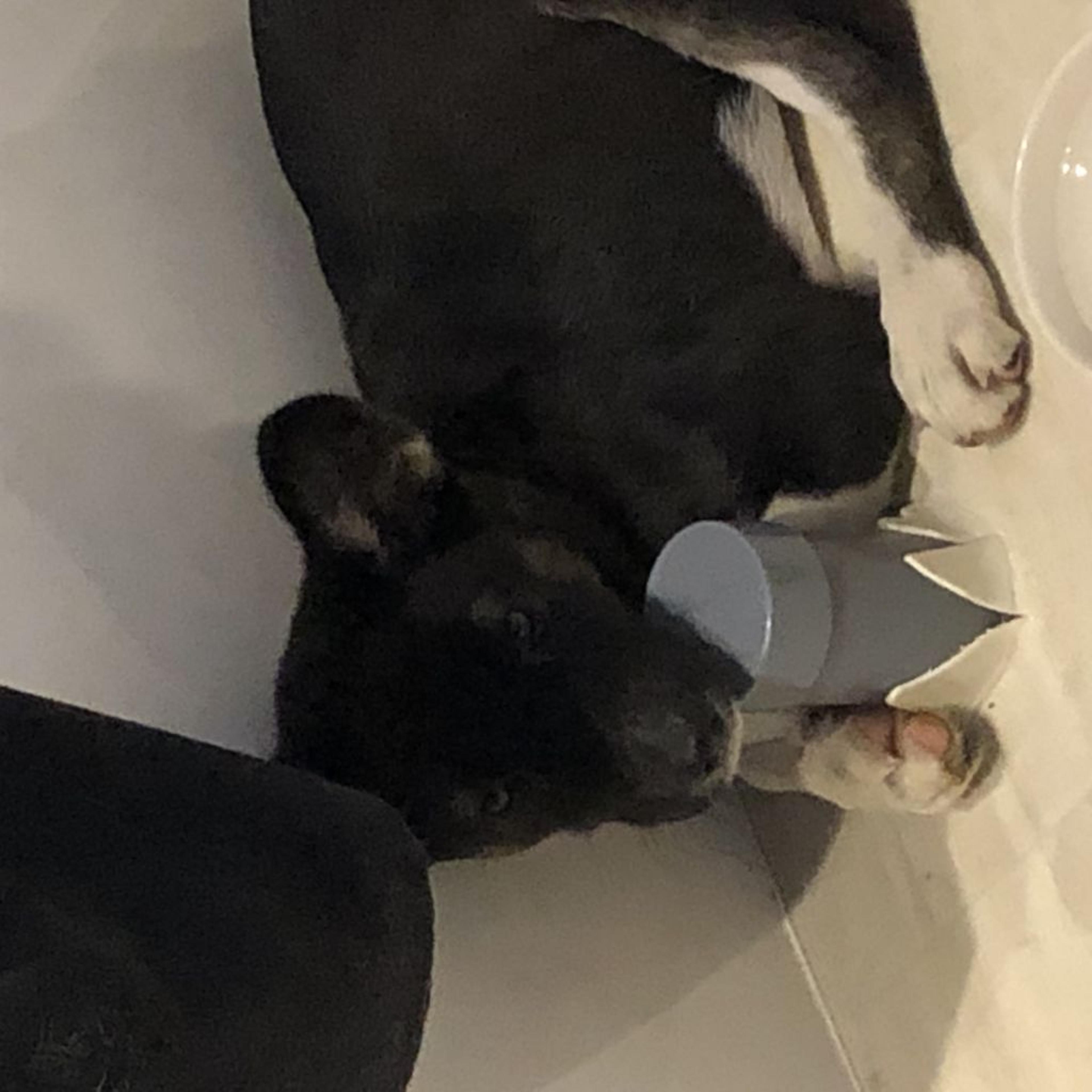 pet-image-2
