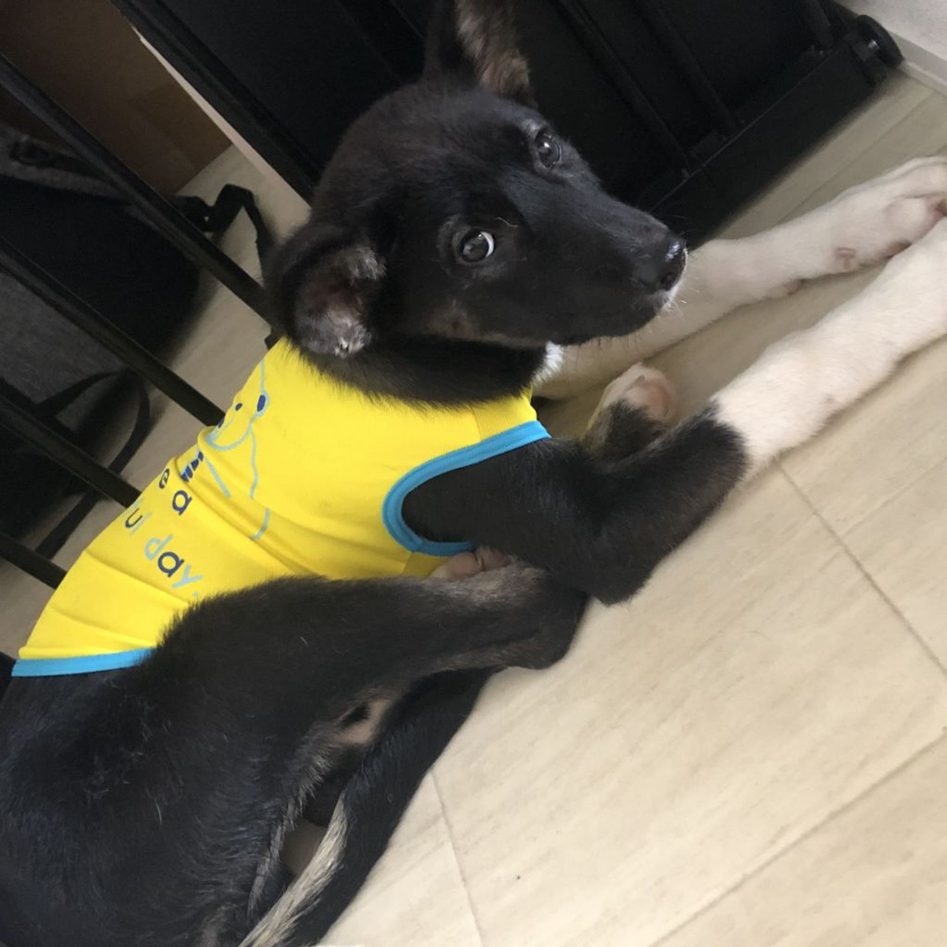 雑種（ミックス犬）・オスの里親募集の写真