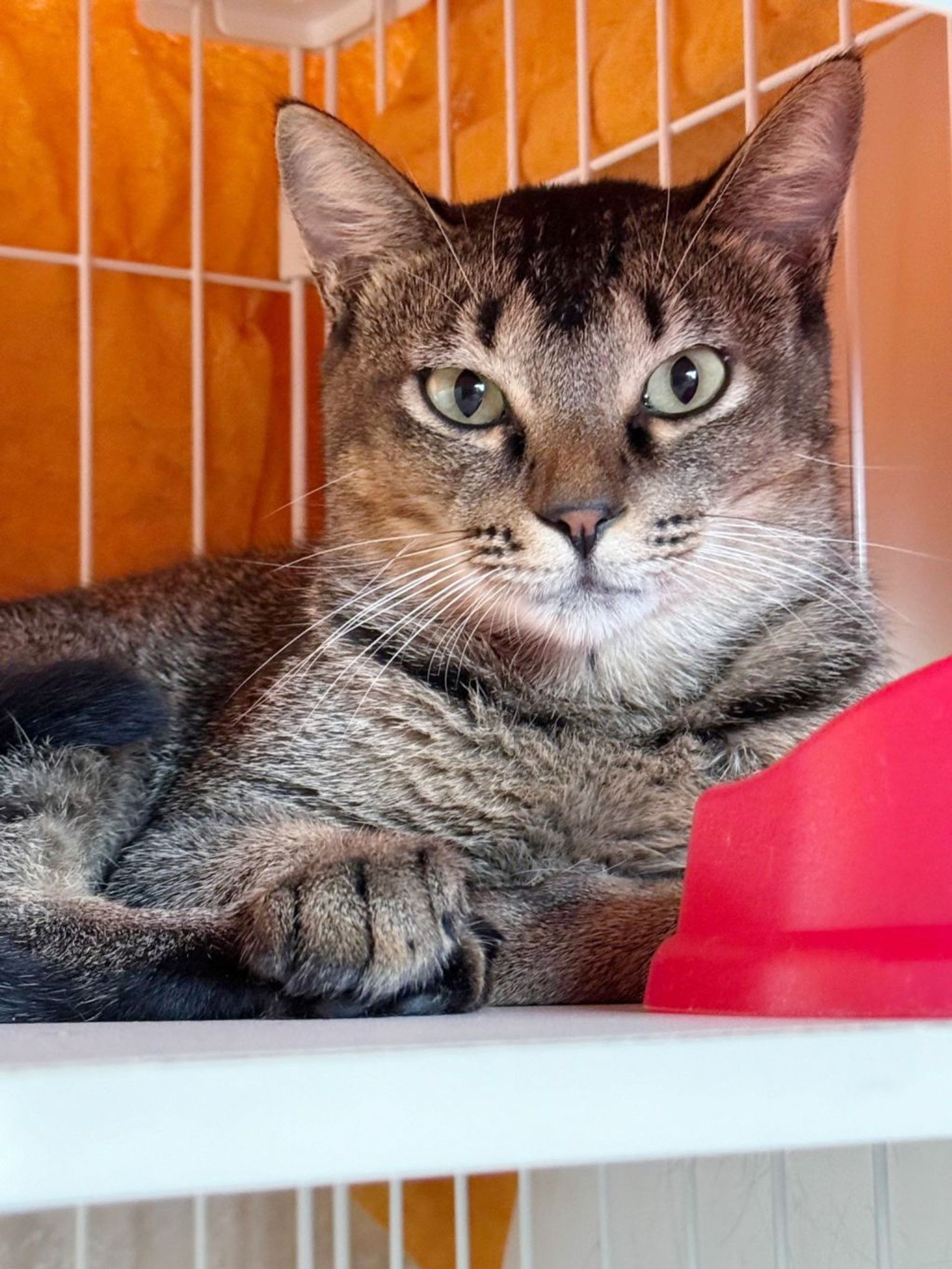 雑種（ミックス猫）・メスの里親募集の写真