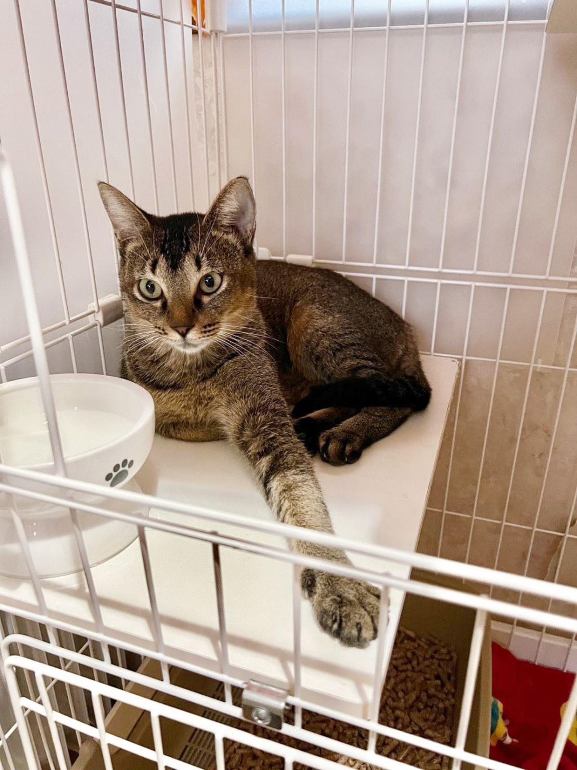pet-image-3