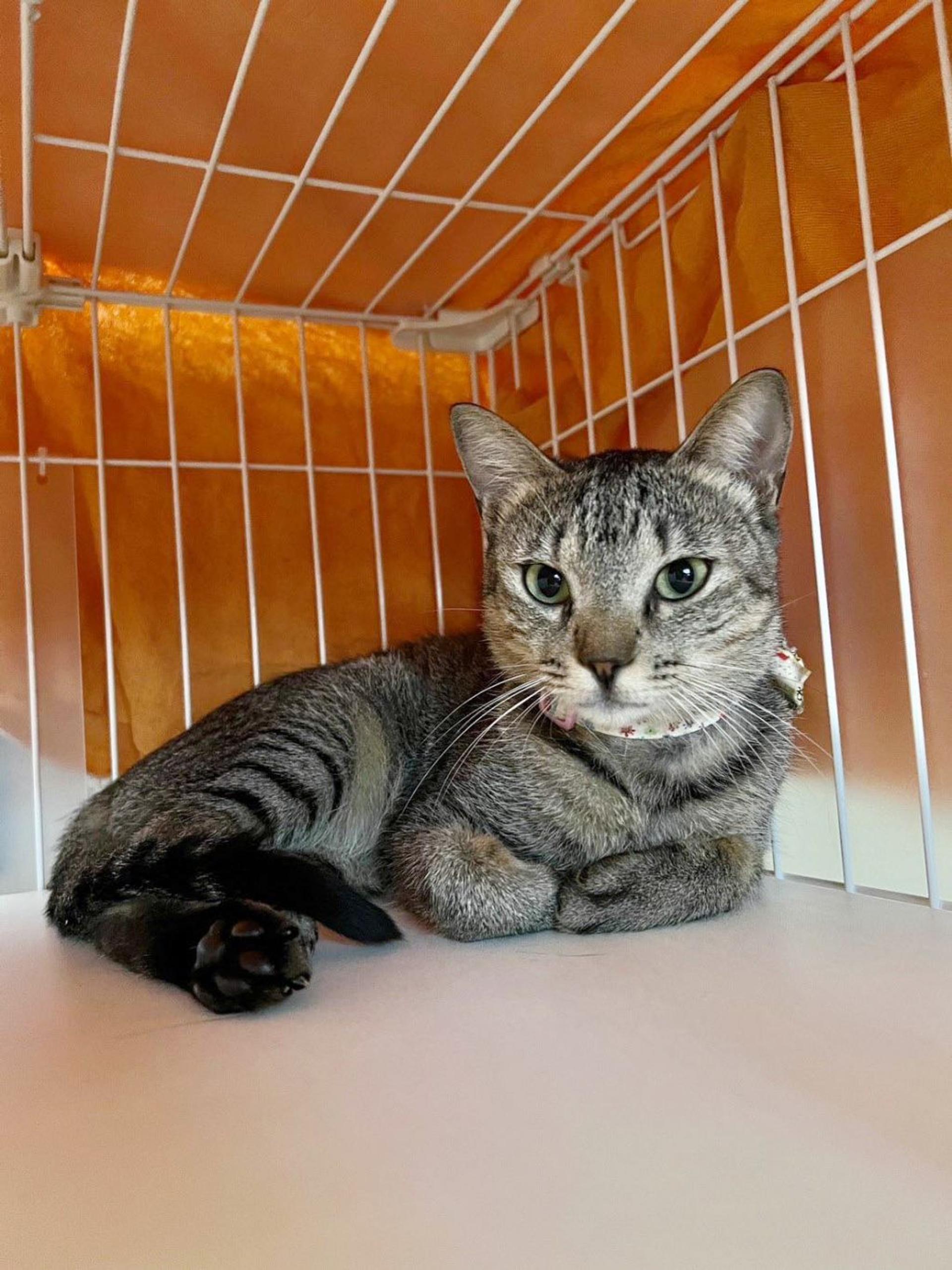pet-image-3