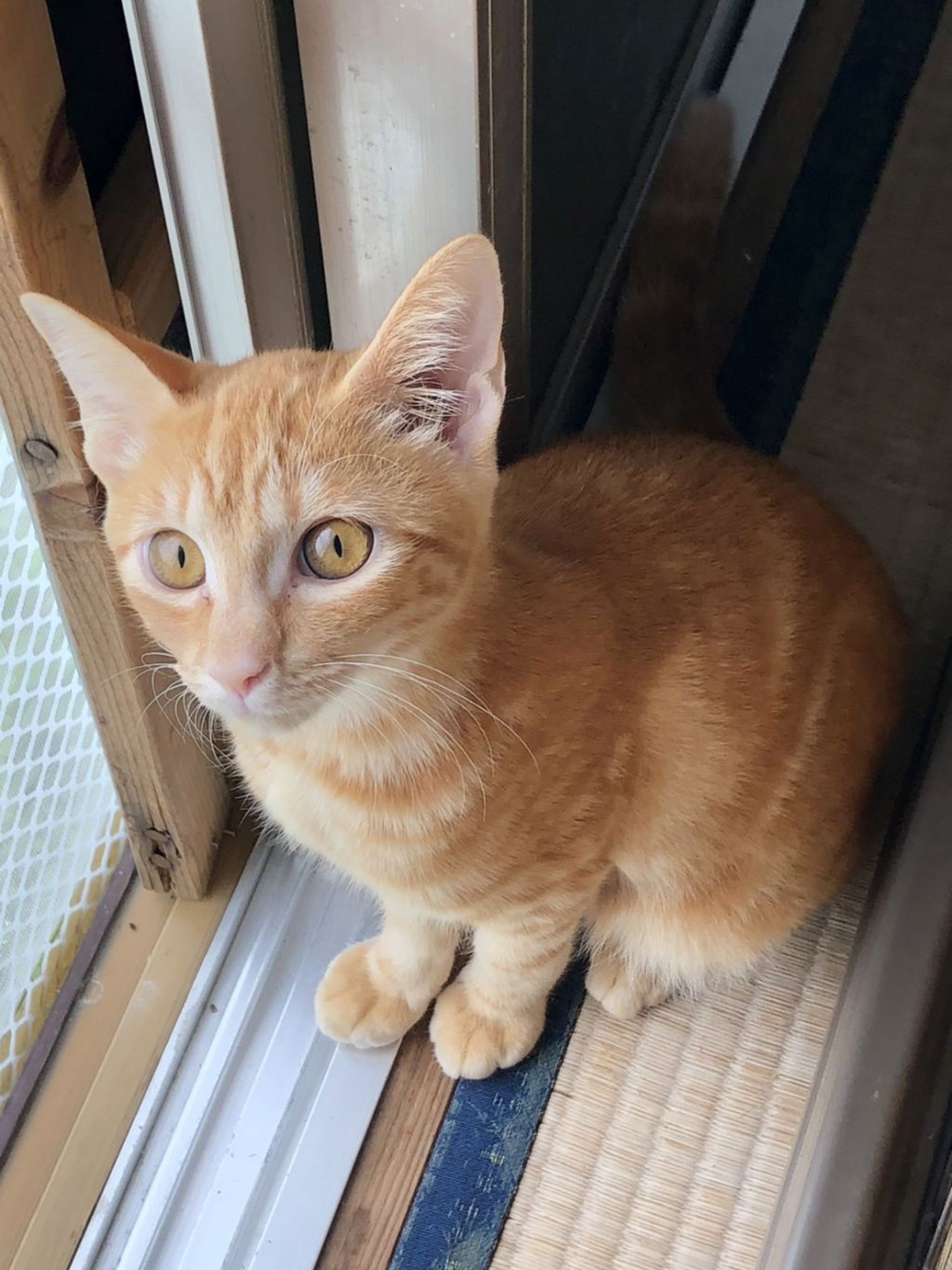 雑種（ミックス猫）・メスの里親募集の写真