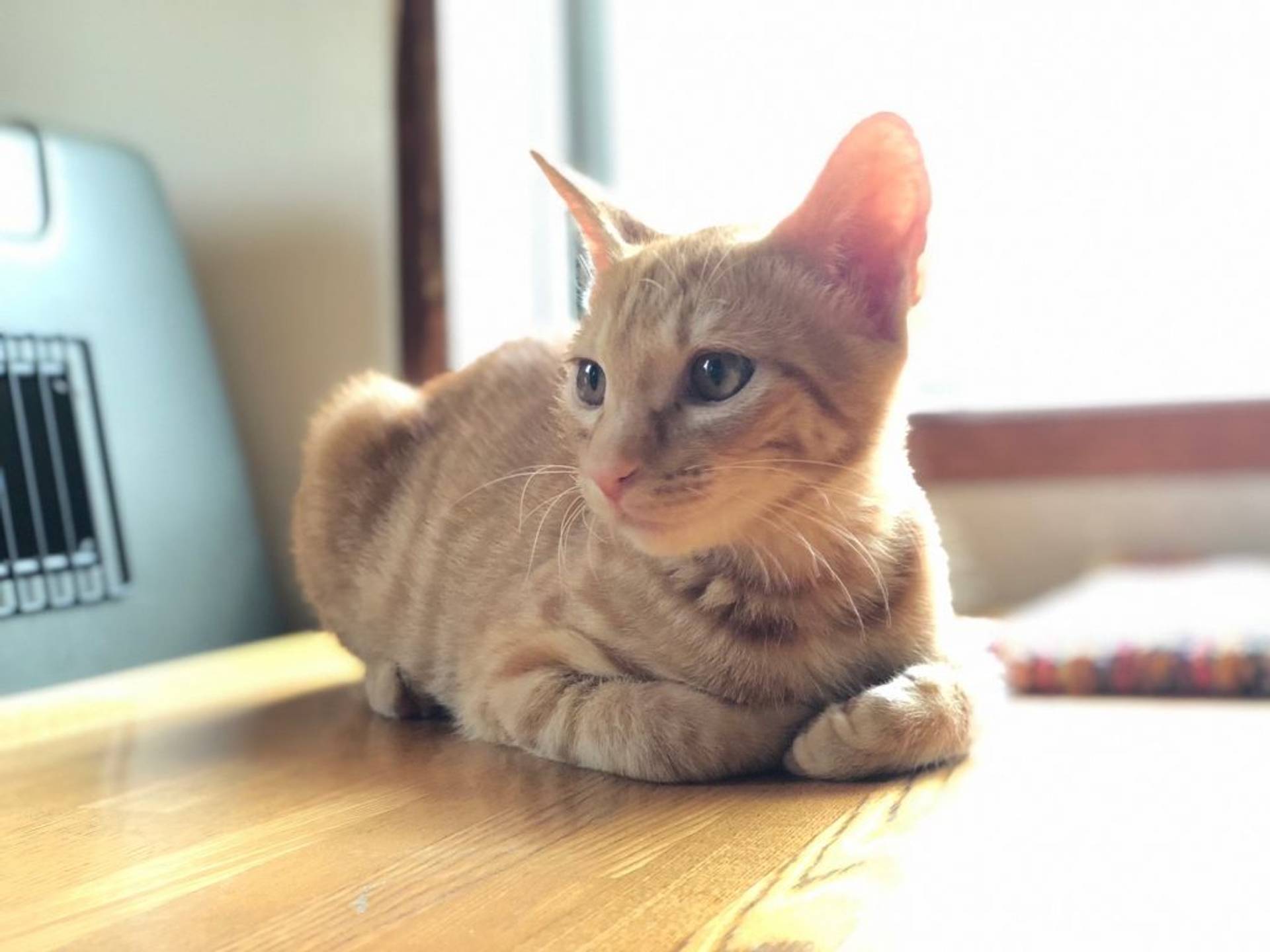 雑種（ミックス猫）・オスの里親募集の写真