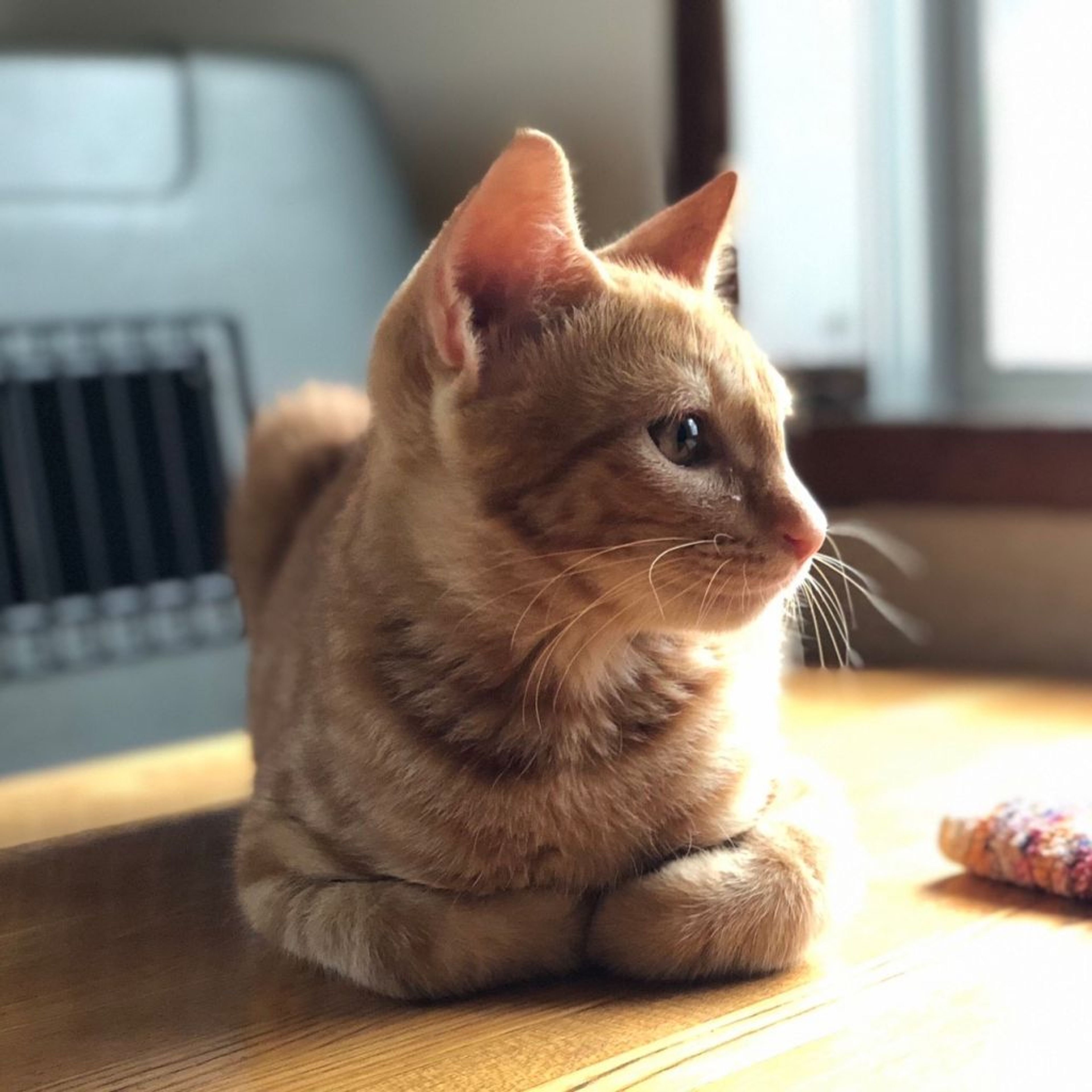 pet-image-2