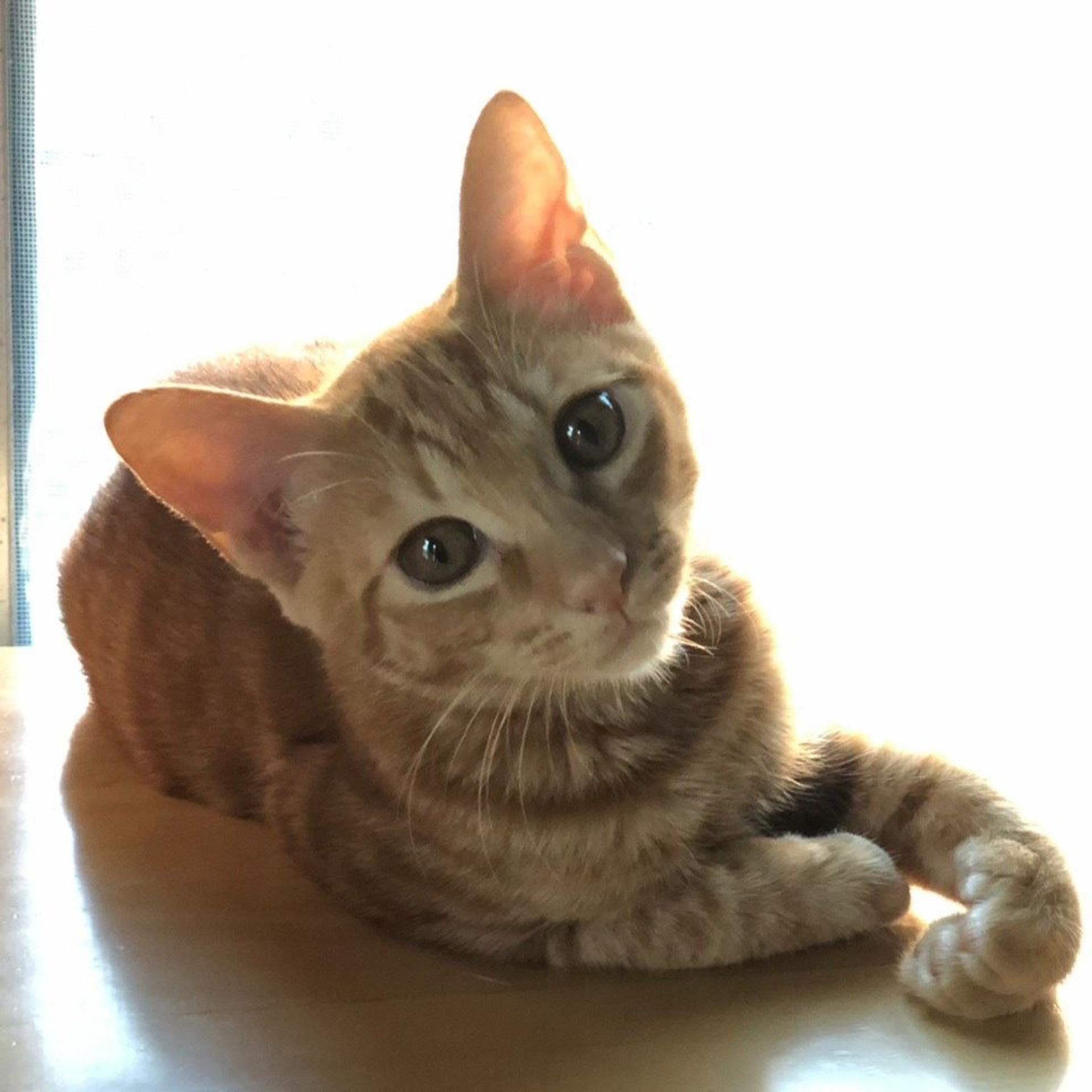 pet-image-3