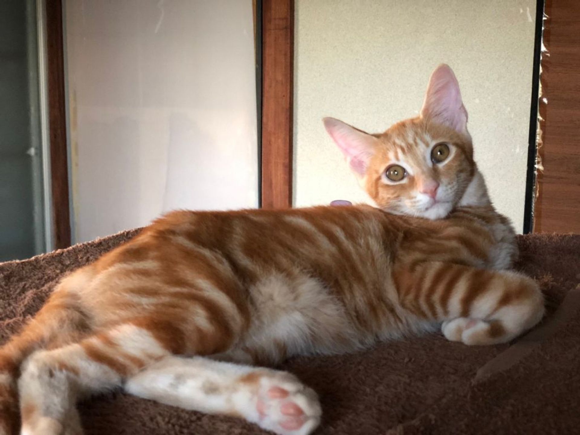 雑種（ミックス猫）・オスの里親募集の写真