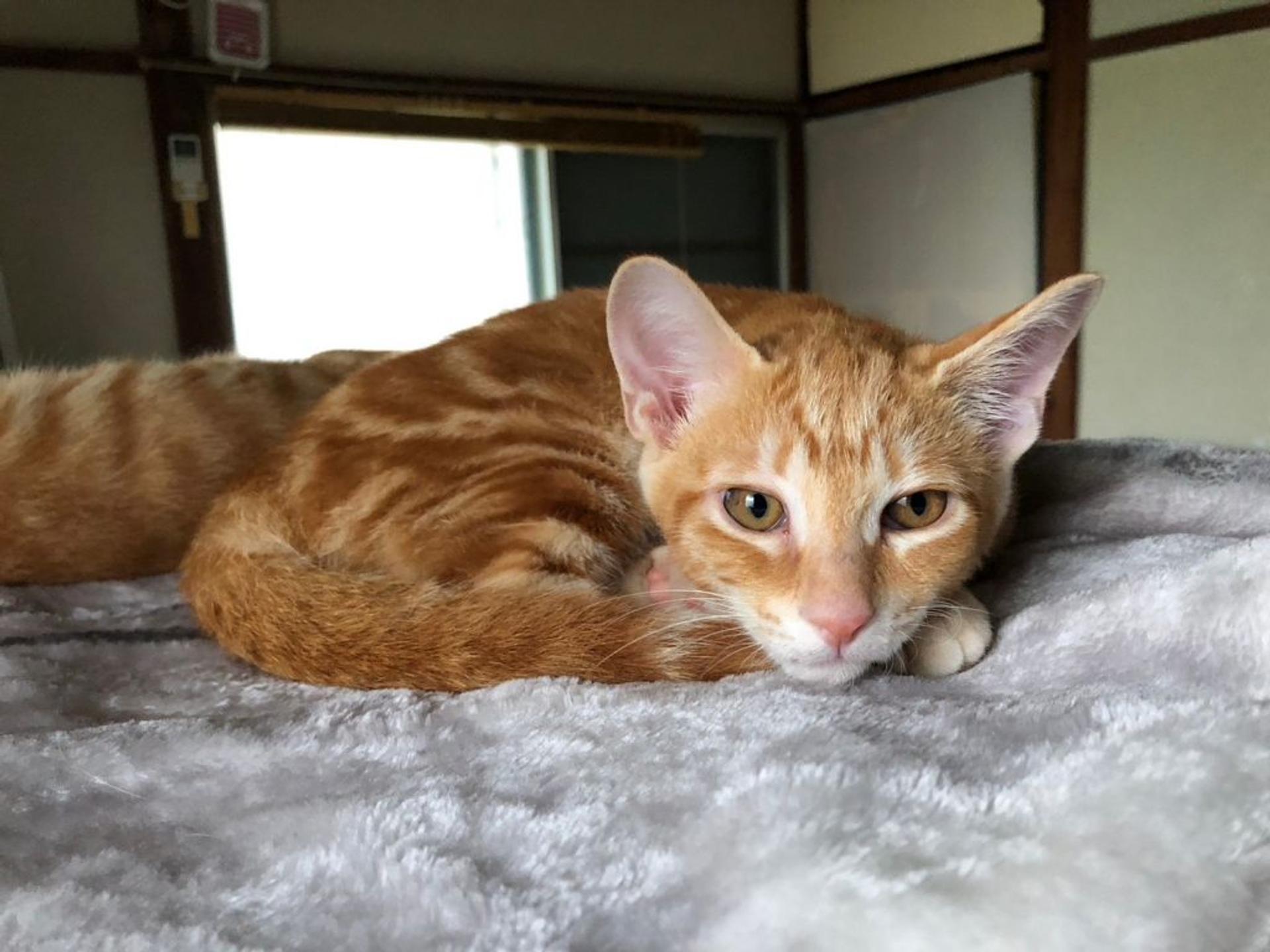 pet-image-3