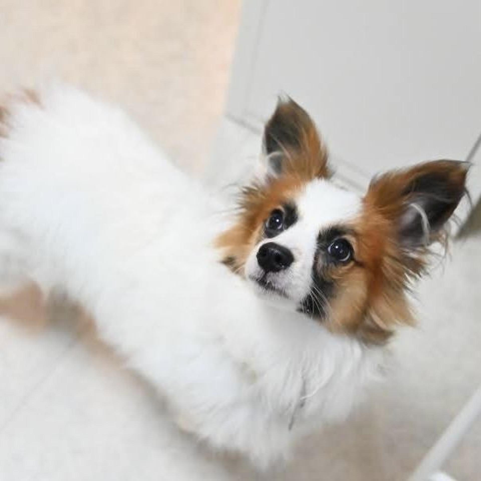 pet-image-3