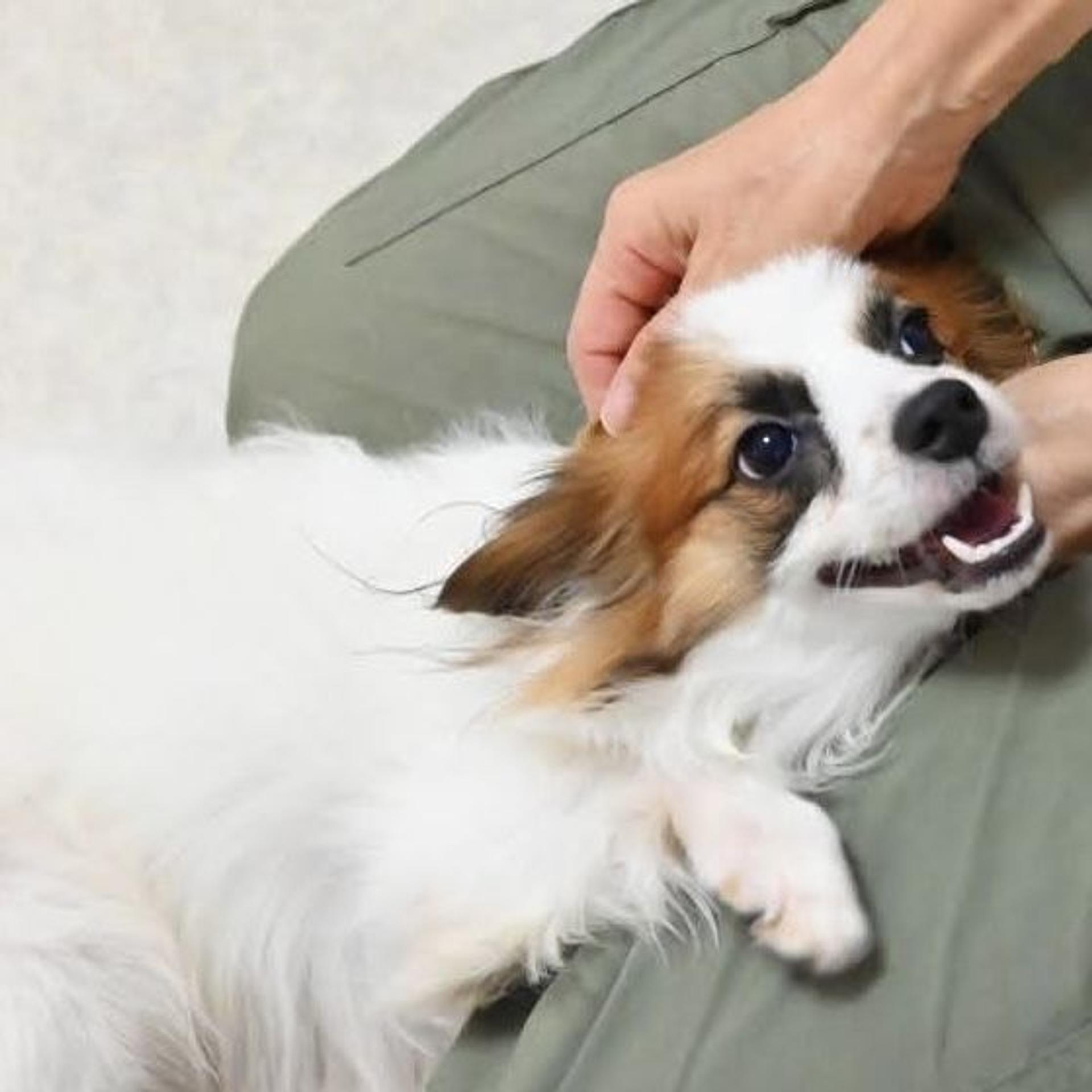 pet-image-5