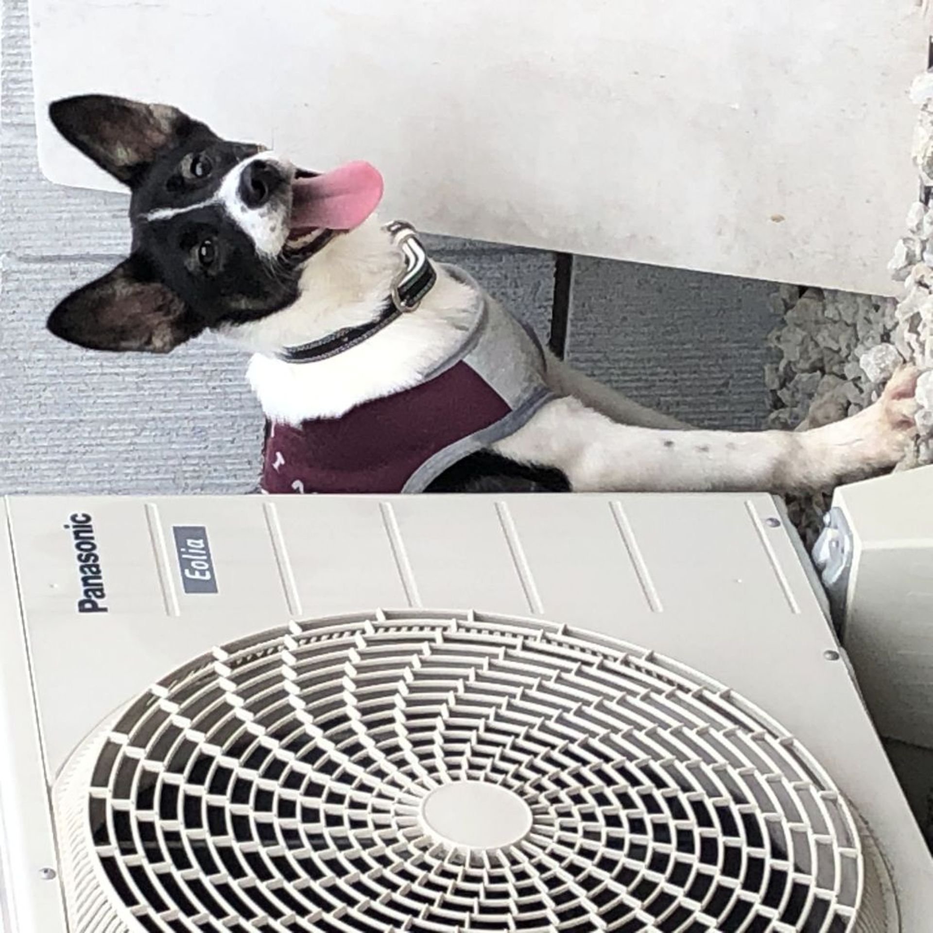 雑種（ミックス犬）・メスの里親募集の写真