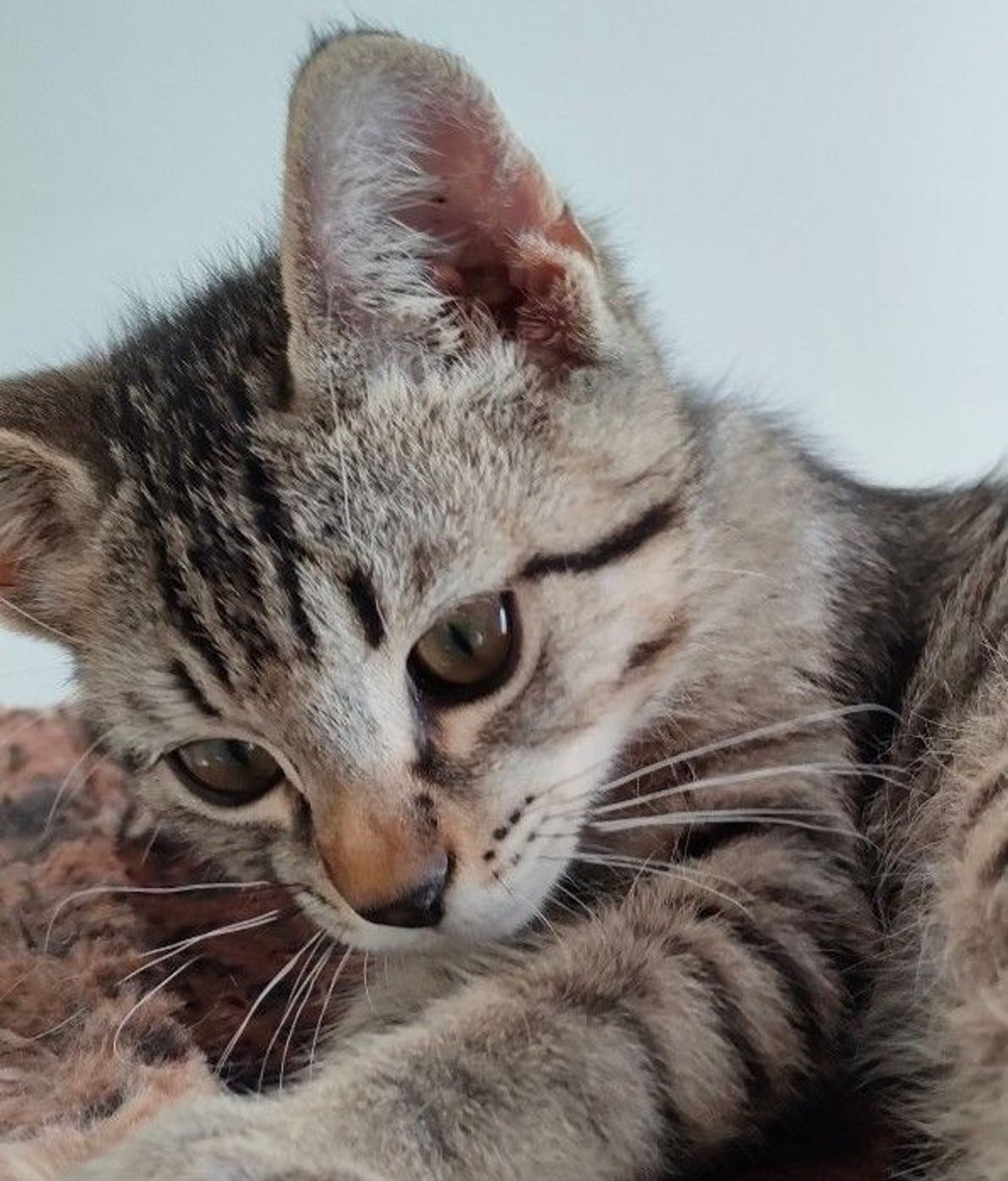 雑種（ミックス猫）・オスの里親募集の写真