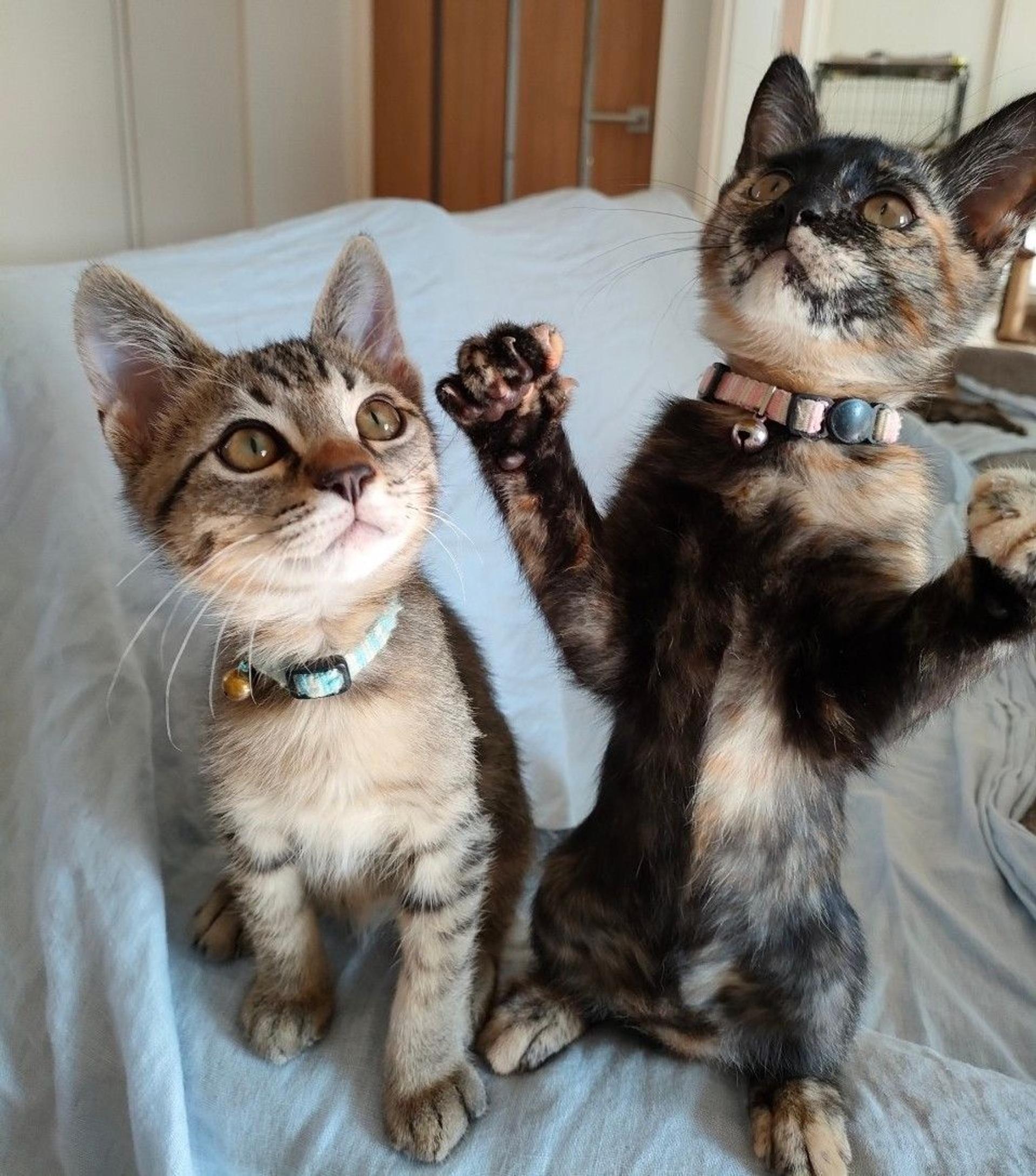 pet-image-4