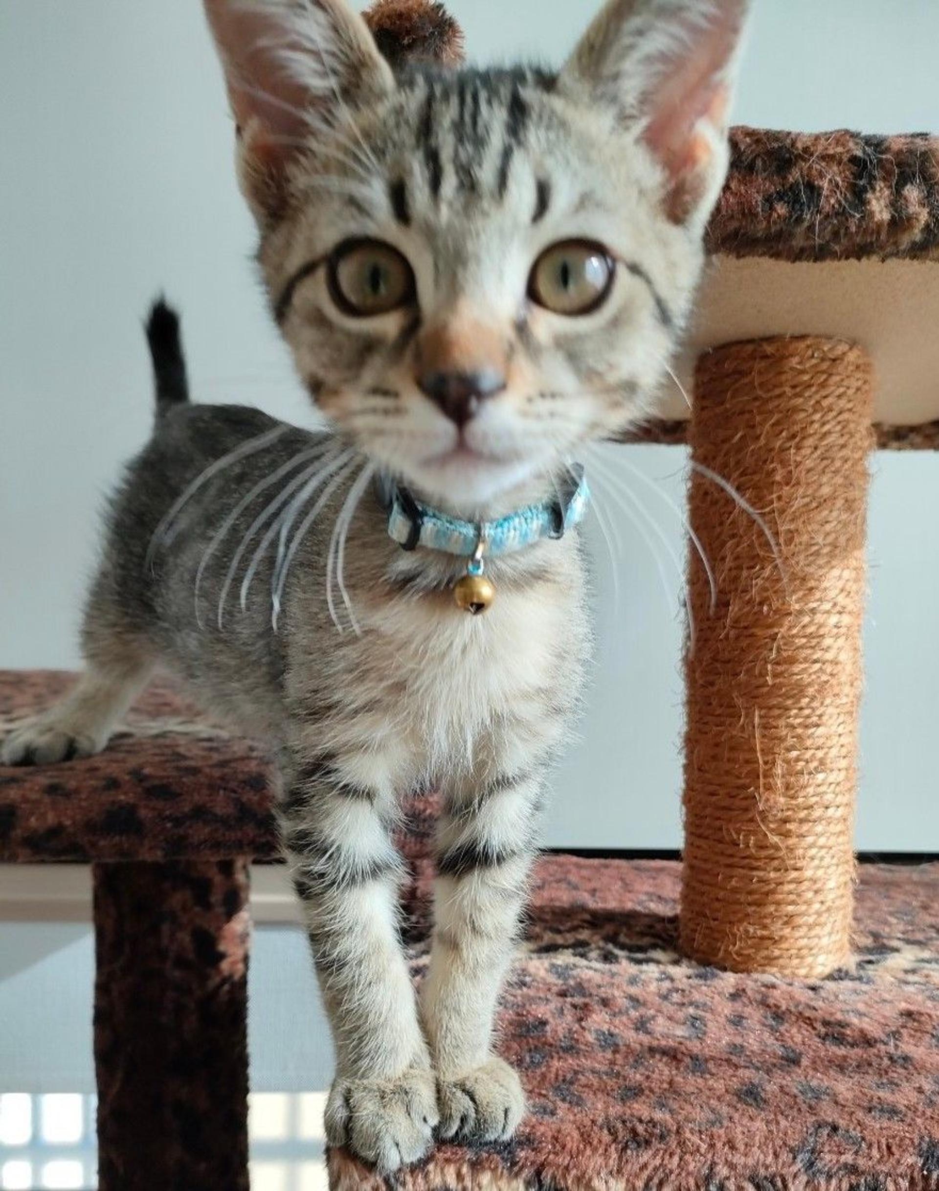 pet-image-5
