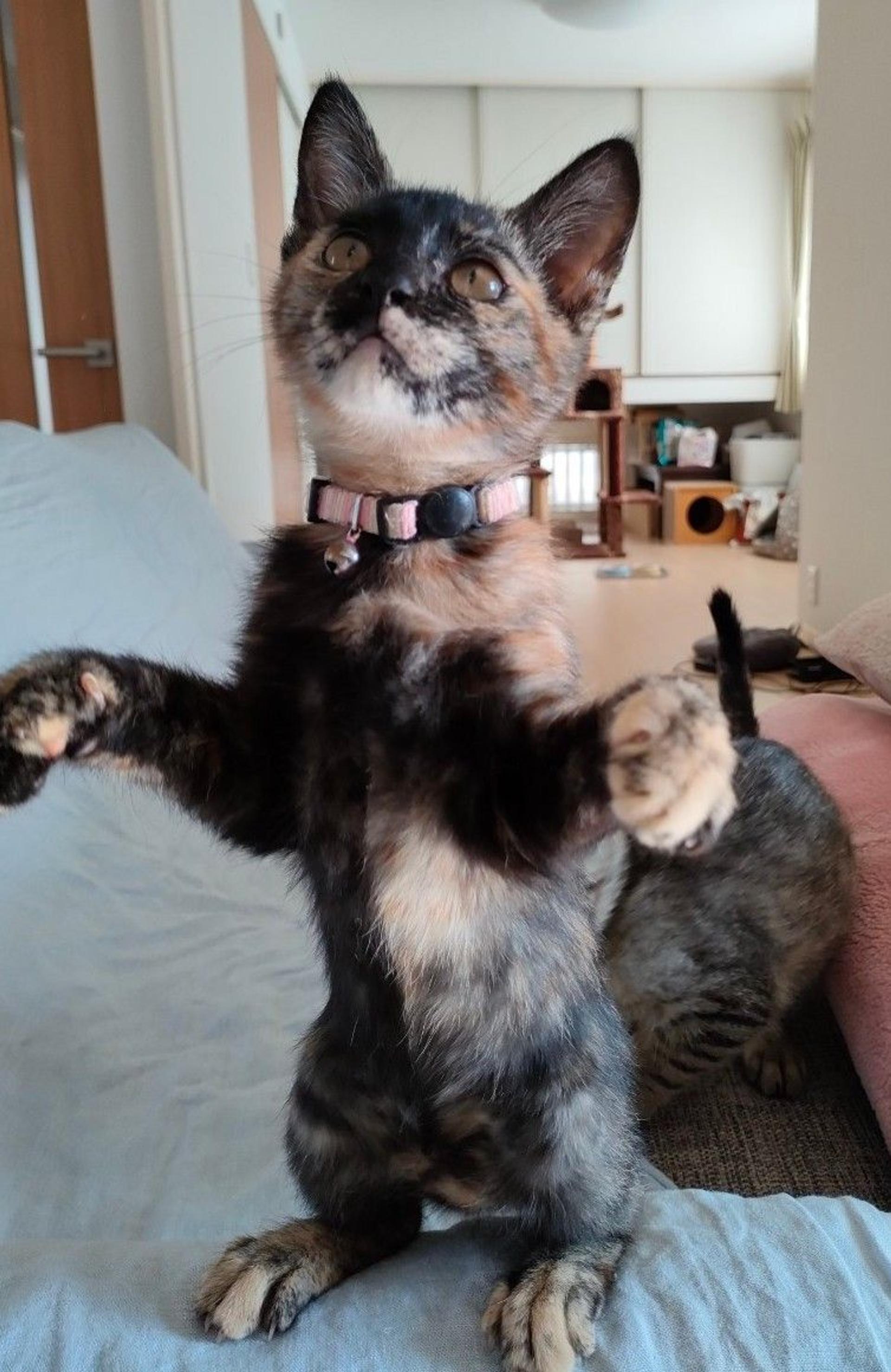 pet-image-5