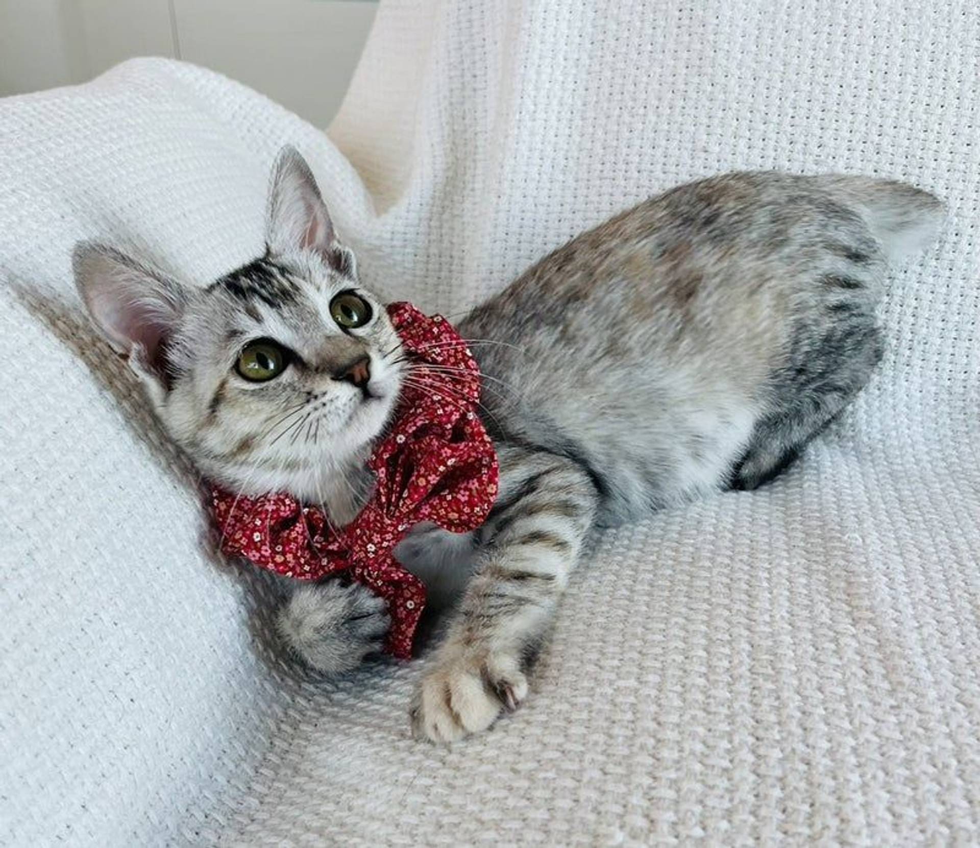 雑種（ミックス猫）・メスの里親募集の写真