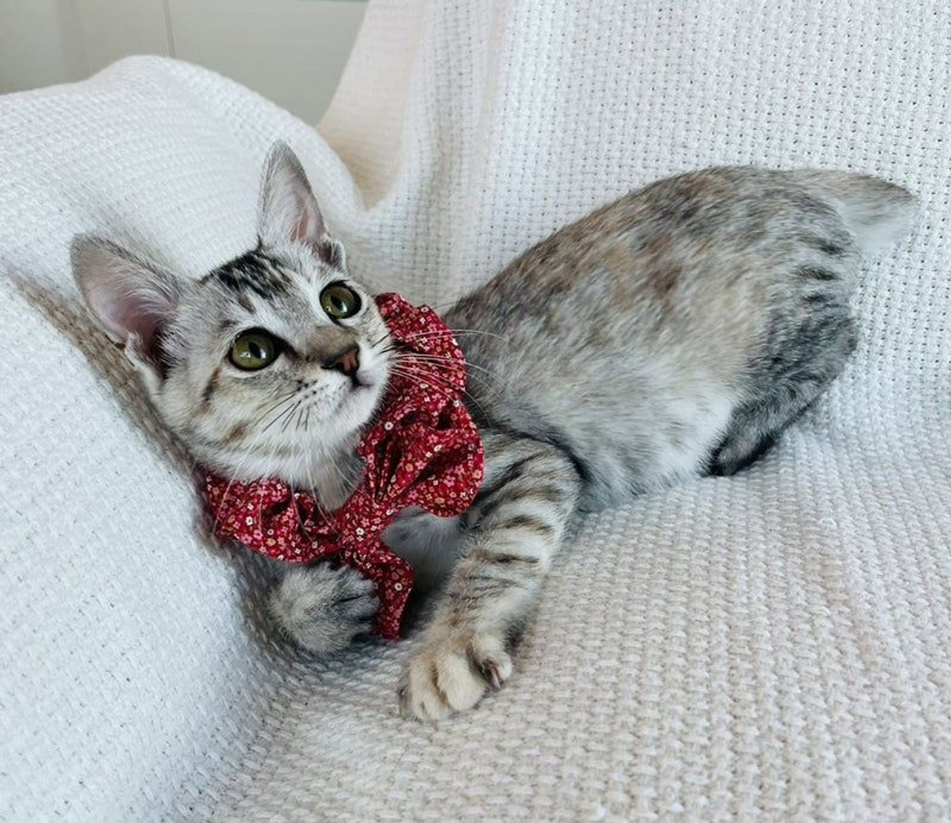 雑種（ミックス猫）・メスの里親募集の写真