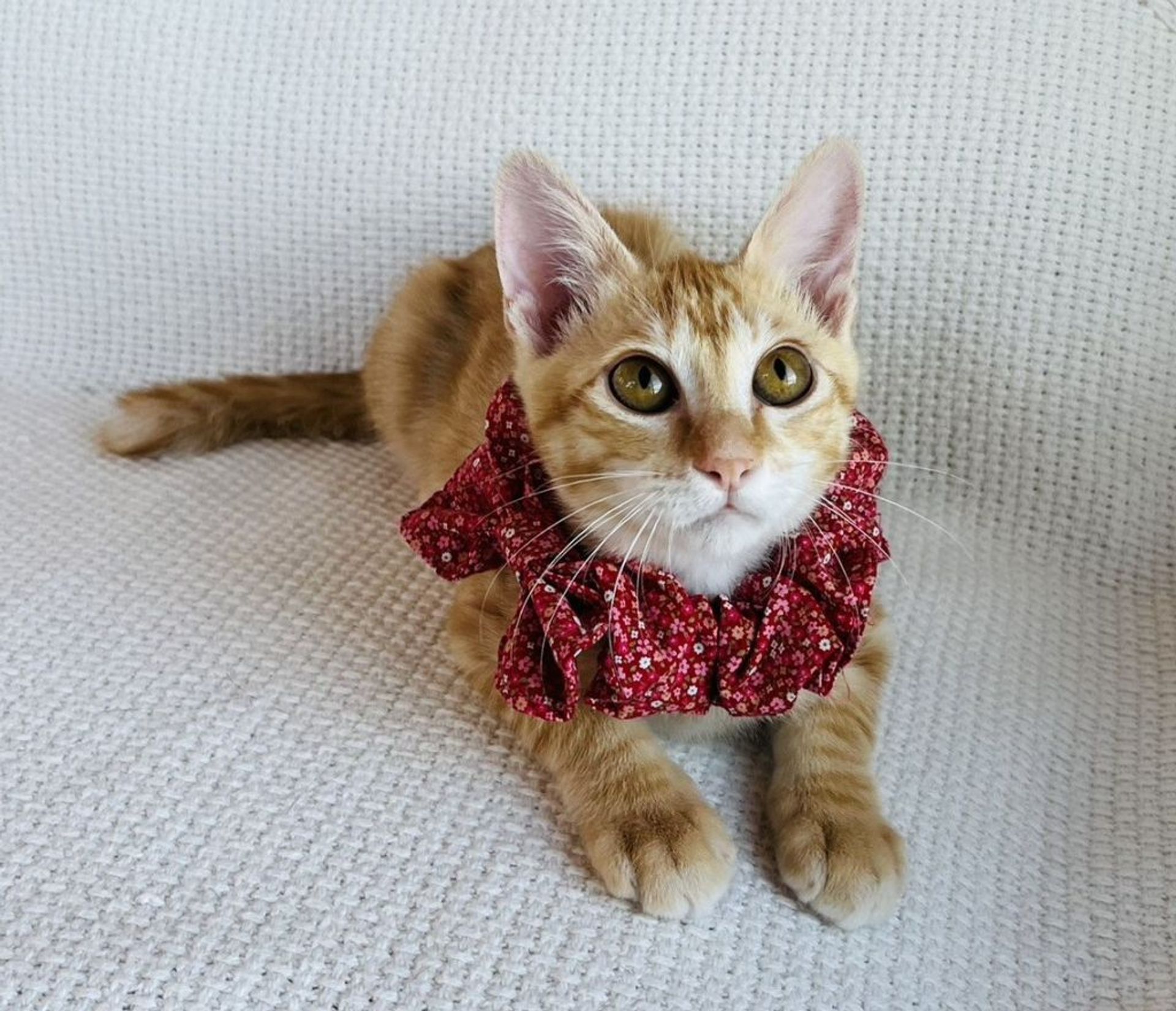 雑種（ミックス猫）・オスの里親募集の写真
