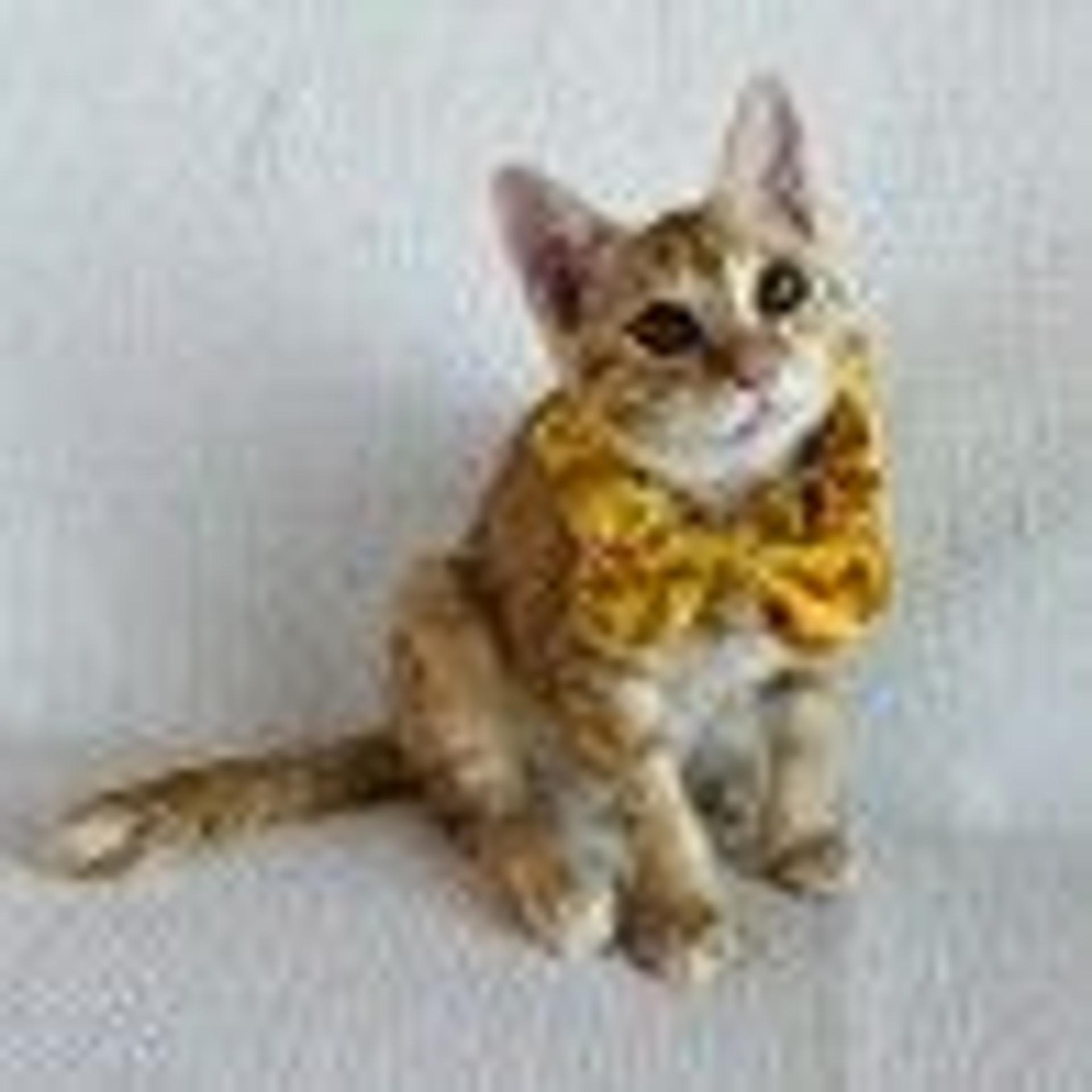 pet-image-2