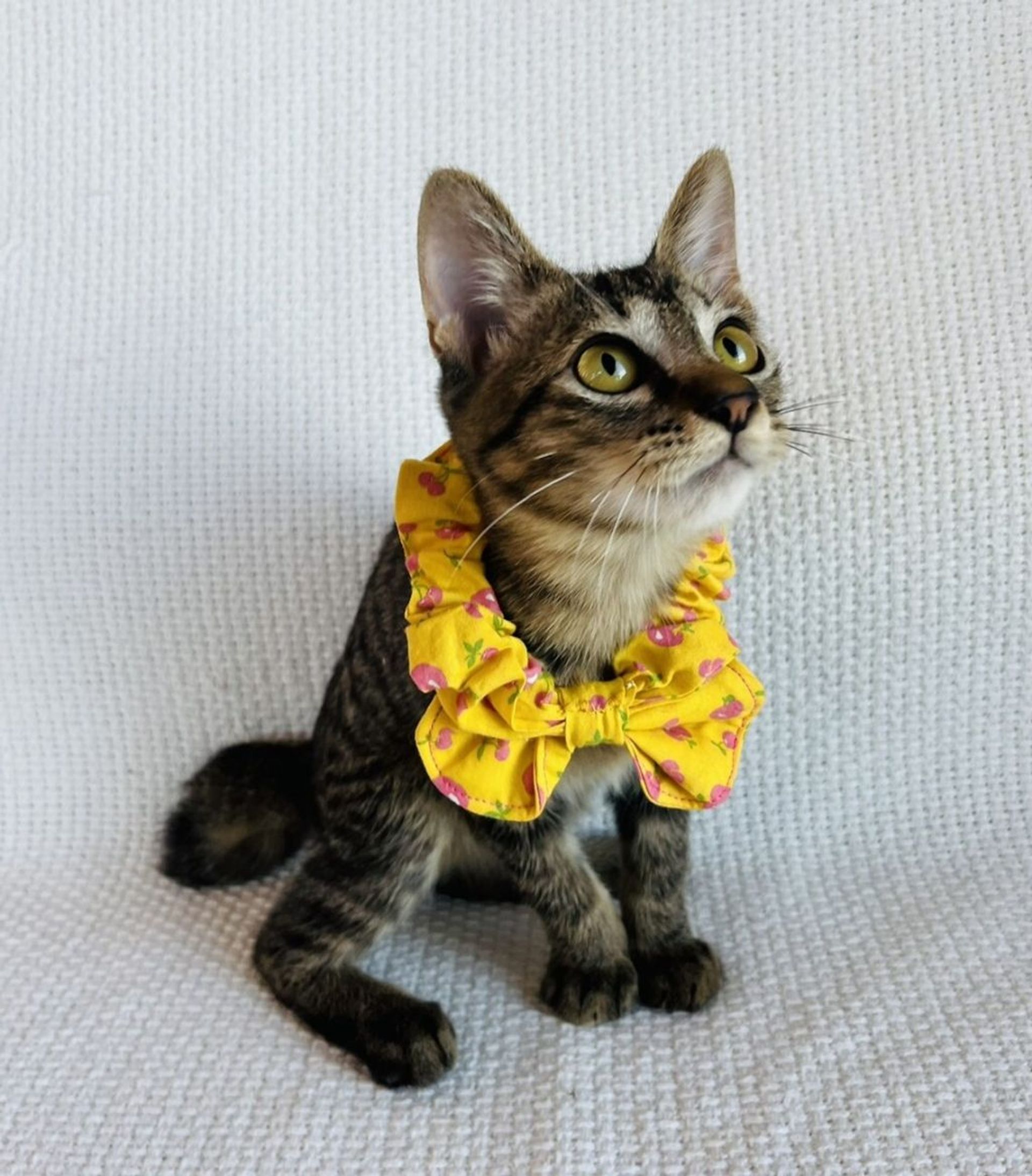 雑種（ミックス猫）・オスの里親募集の写真