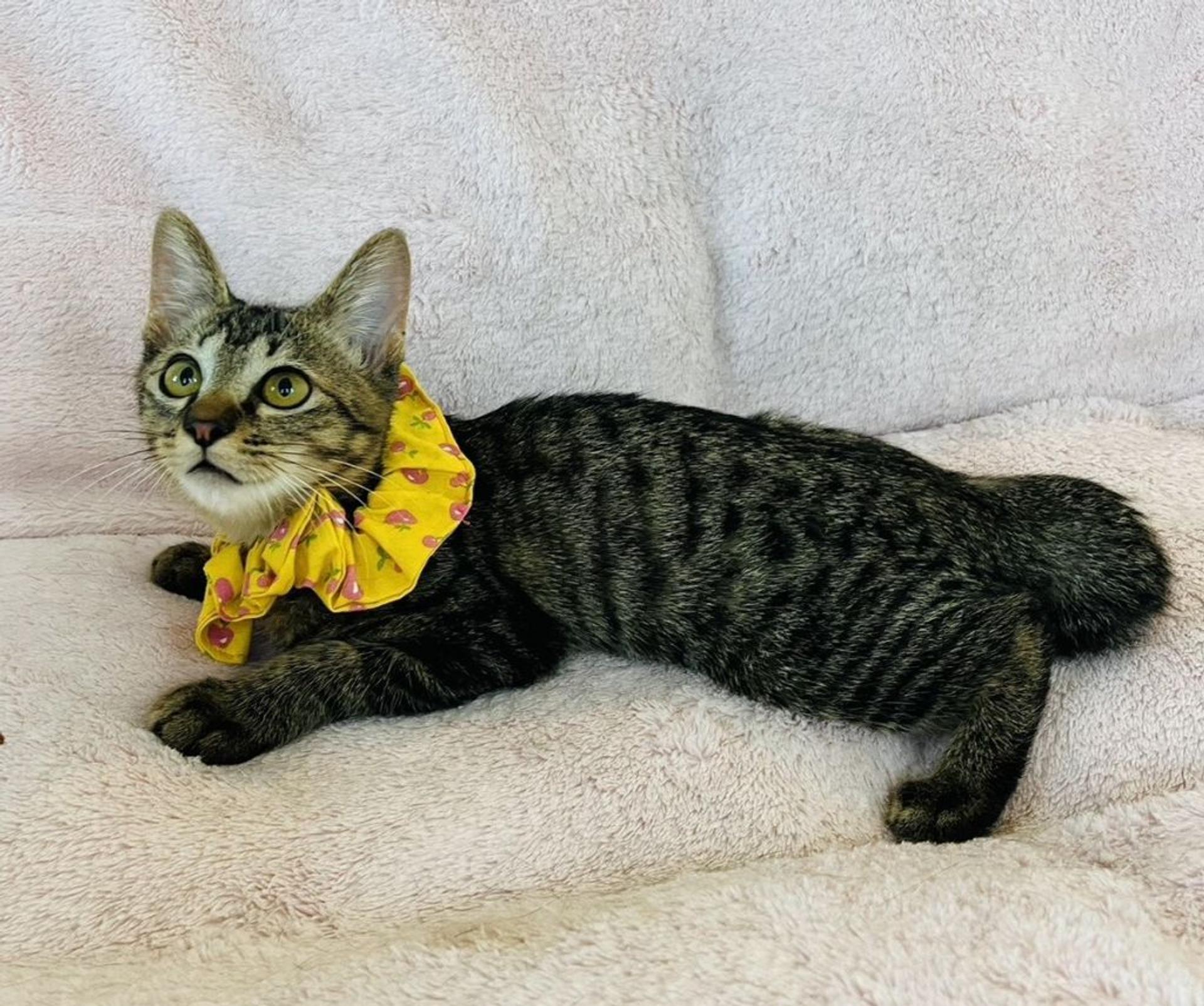pet-image-3