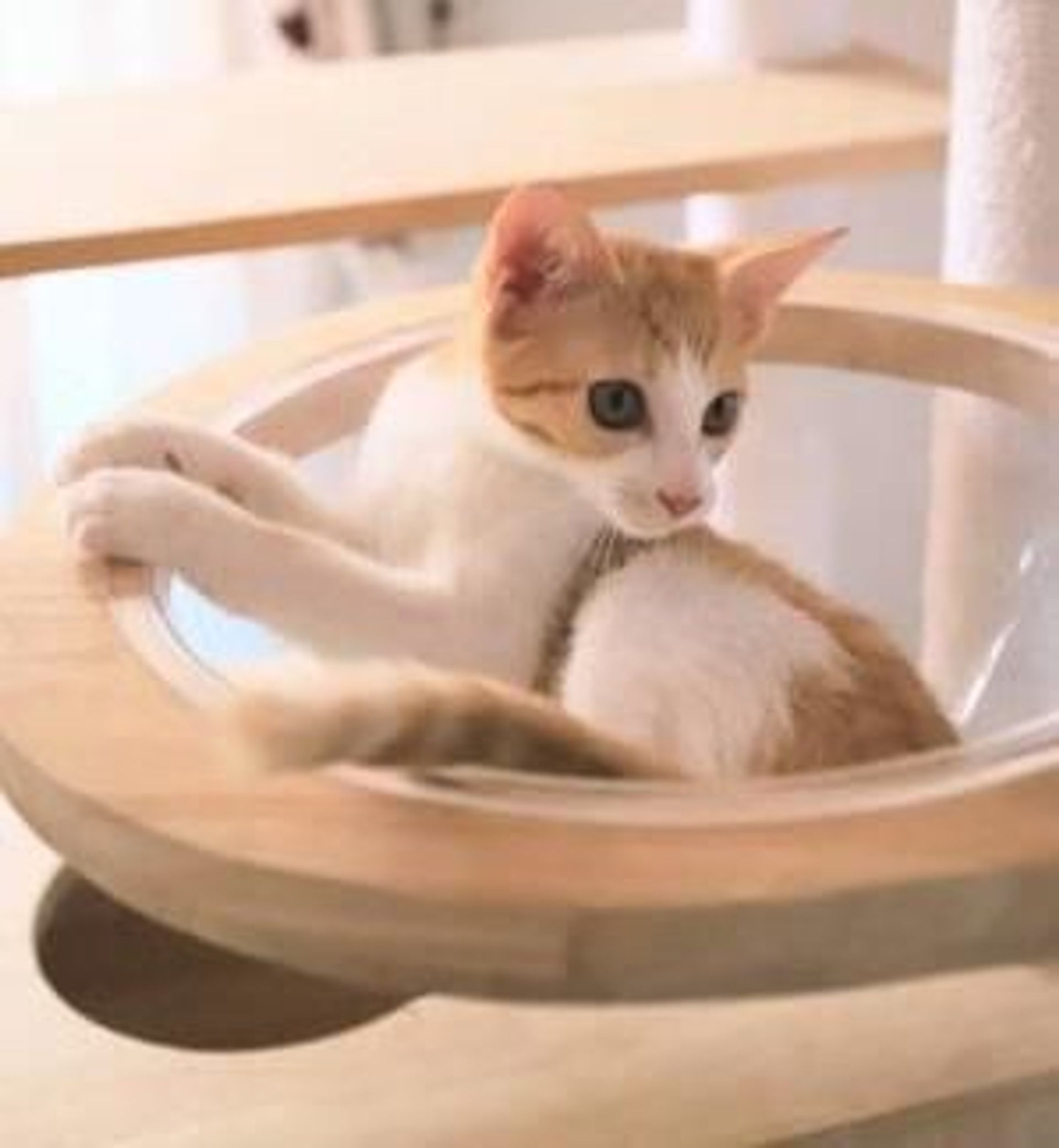 雑種（ミックス猫）・メスの里親募集の写真