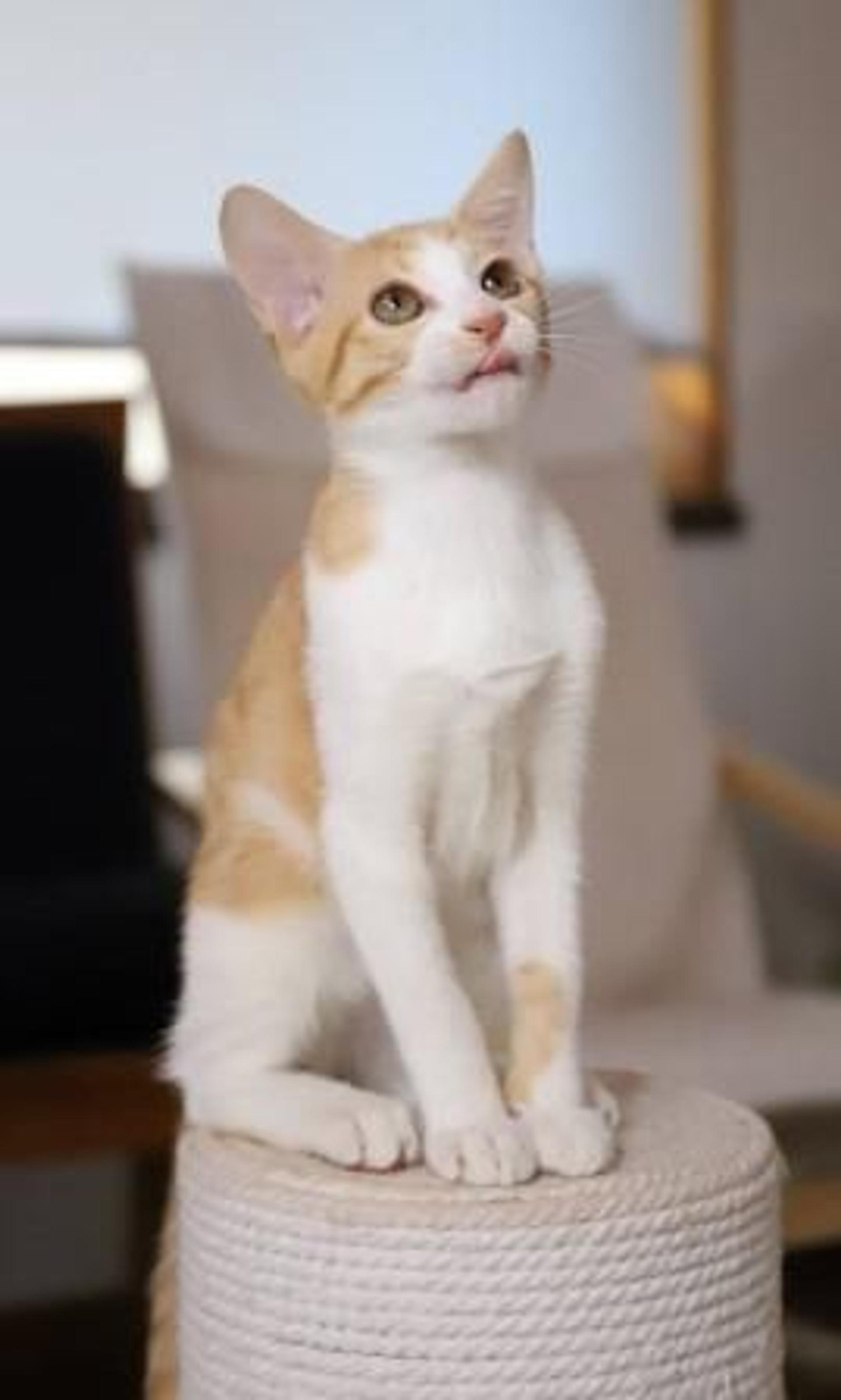 pet-image-3