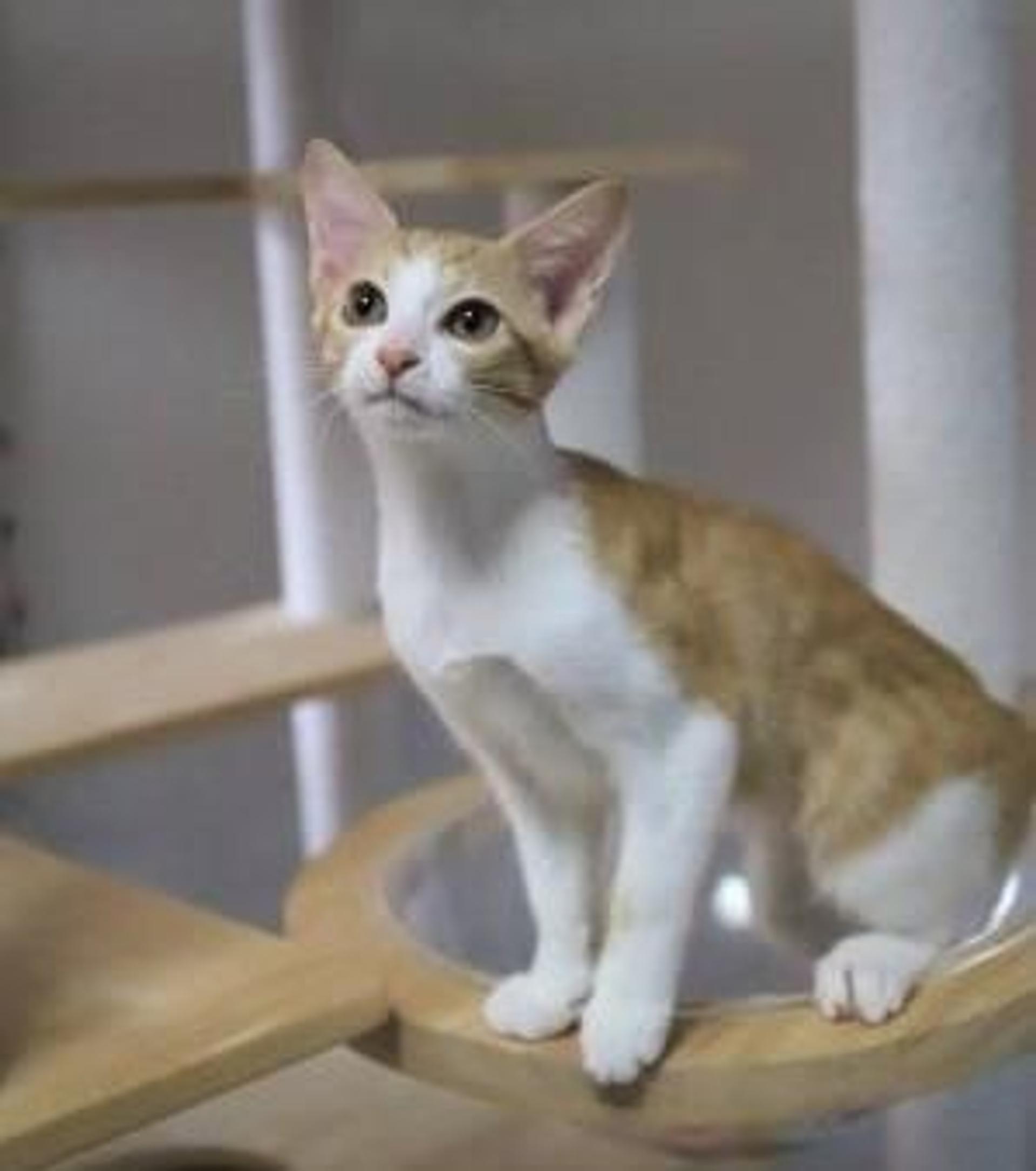 pet-image-5