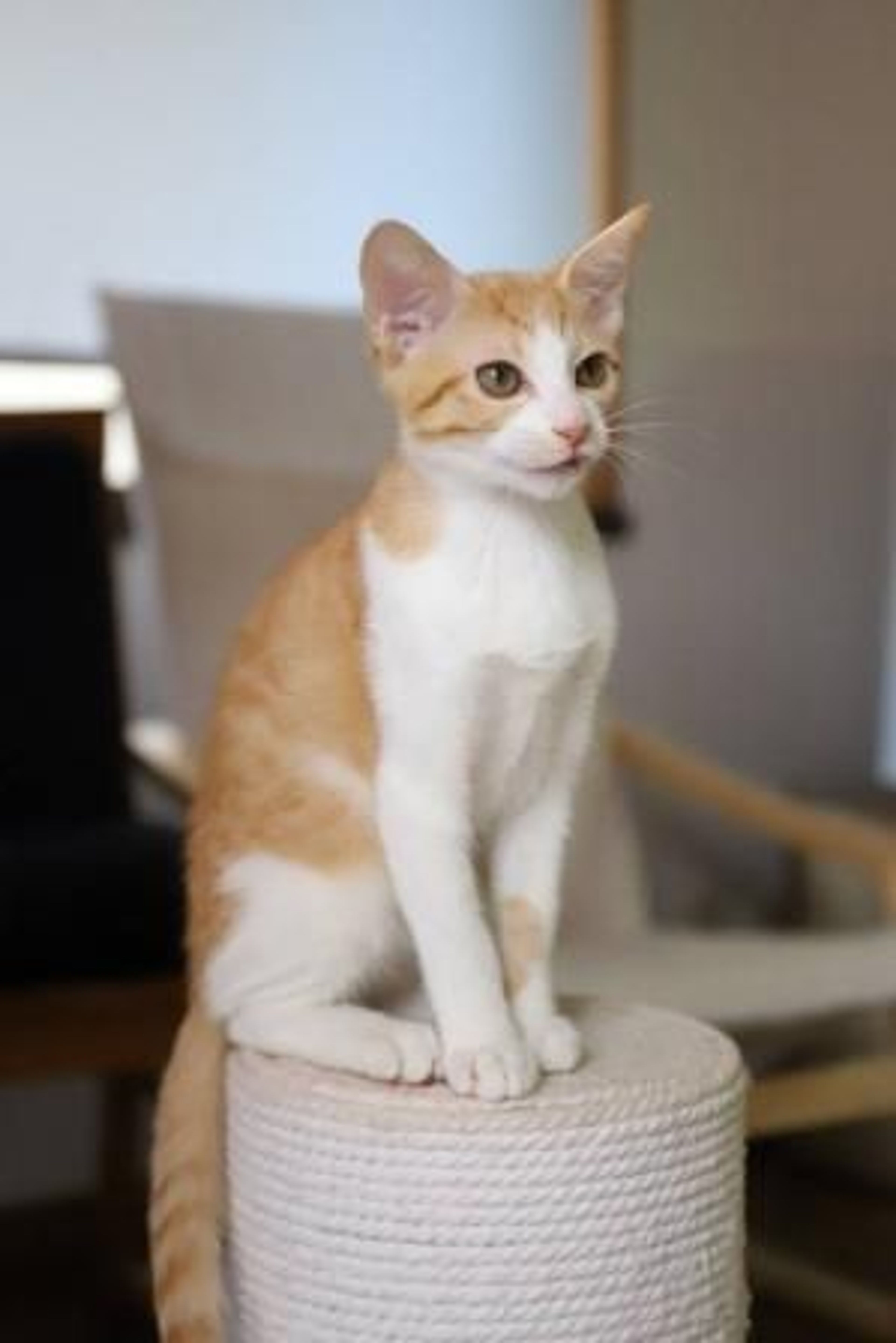 pet-image-7