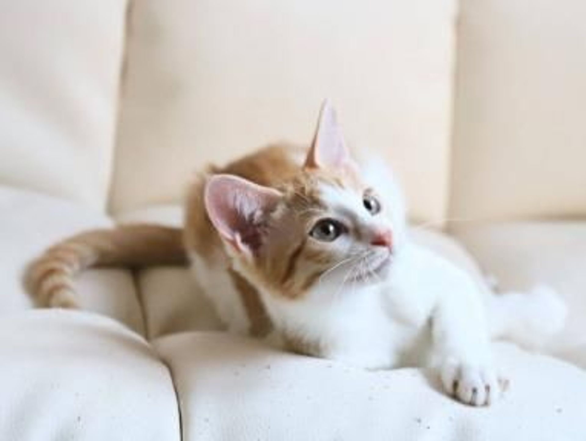 雑種（ミックス猫）・メスの里親募集の写真