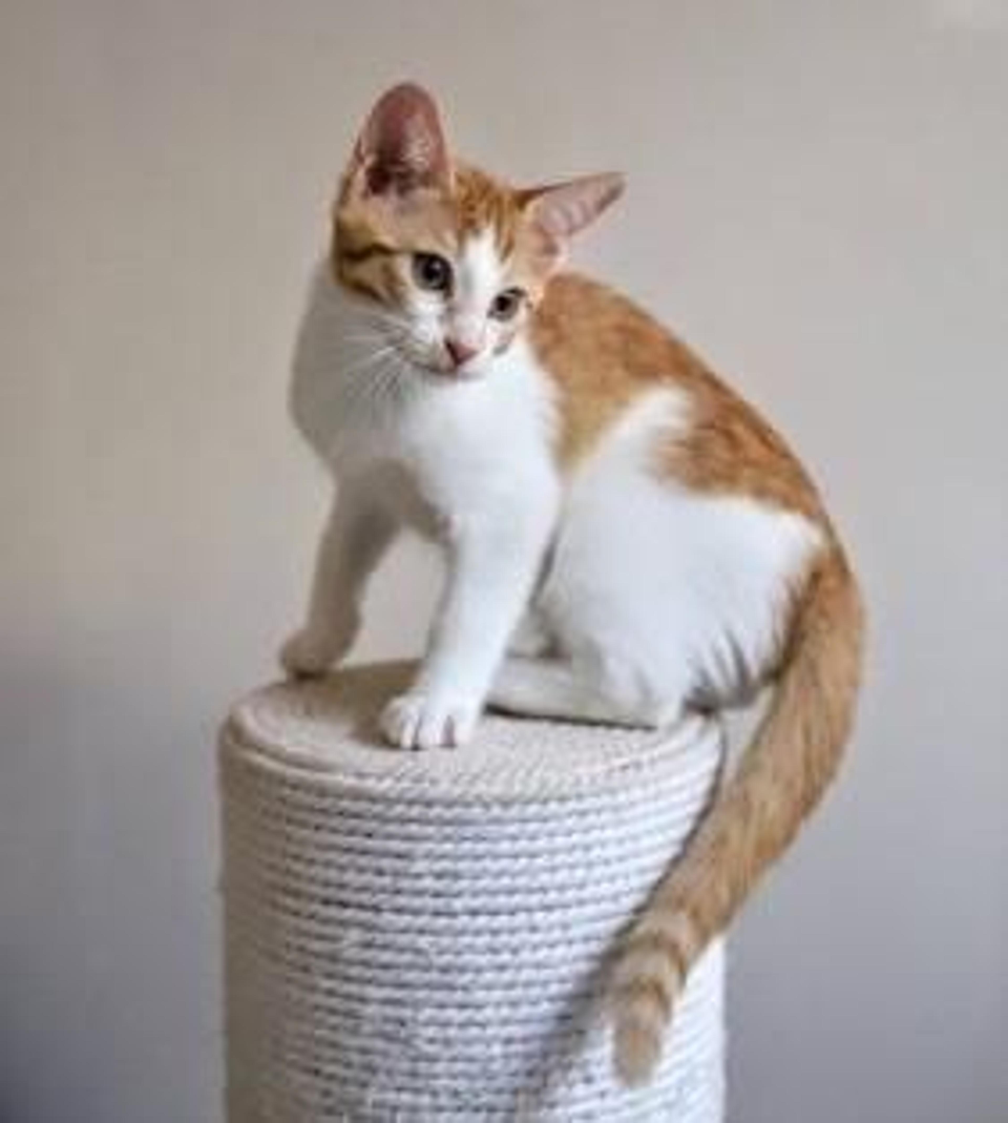 pet-image-2
