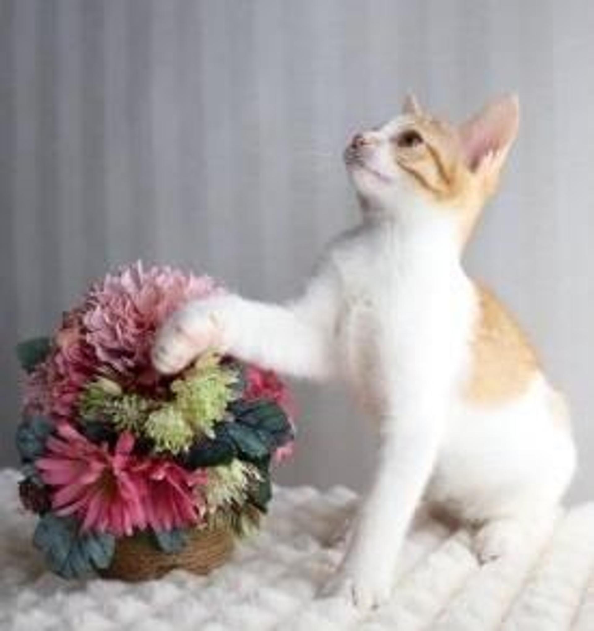 pet-image-5