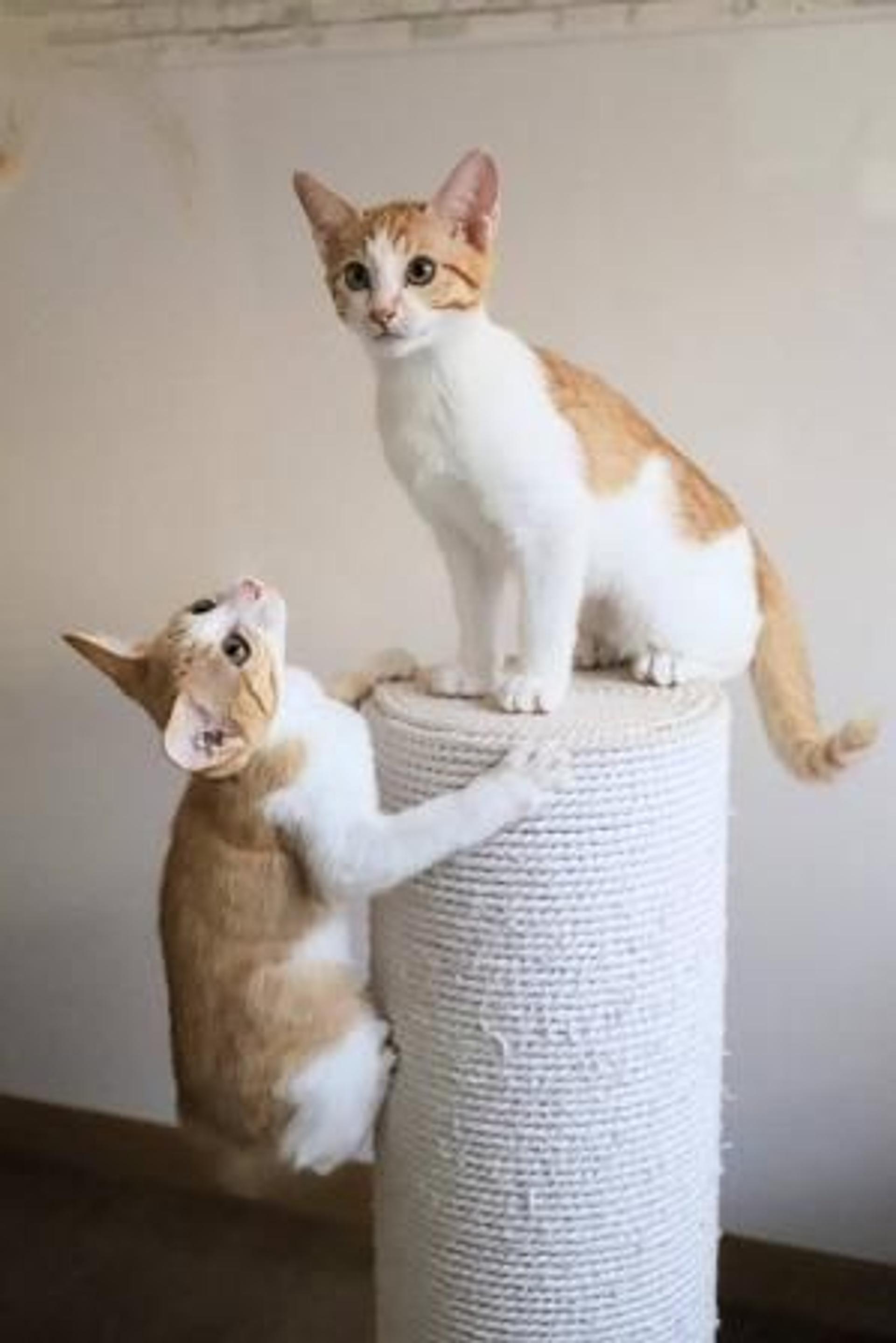 pet-image-7