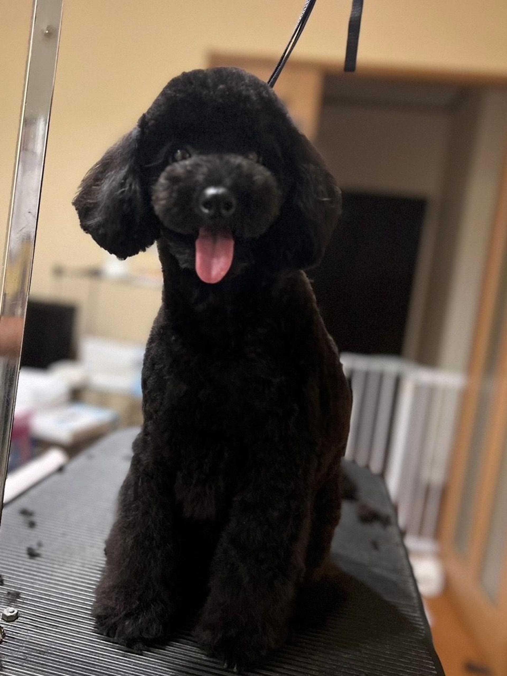 pet-image-2