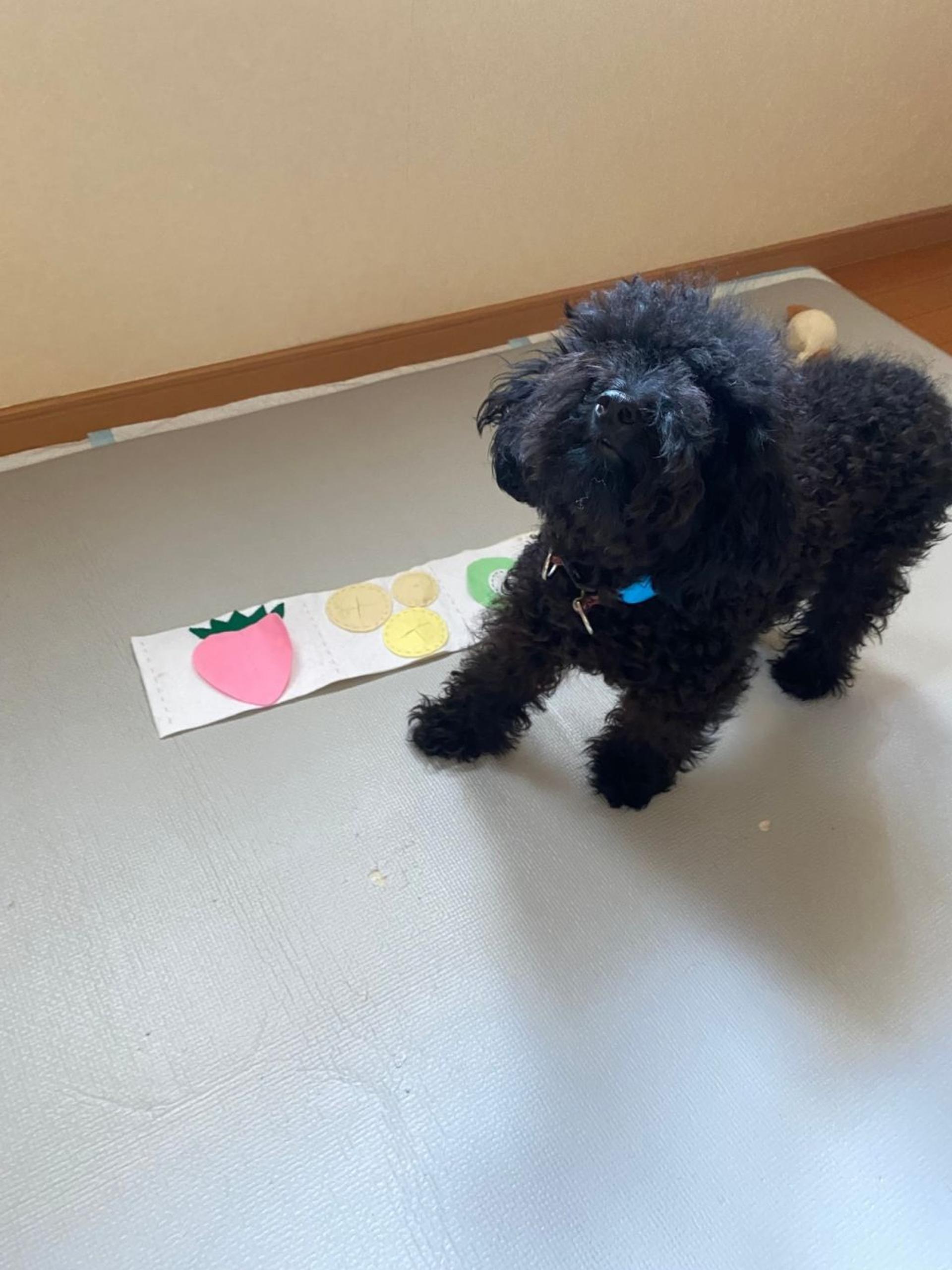 pet-image-4