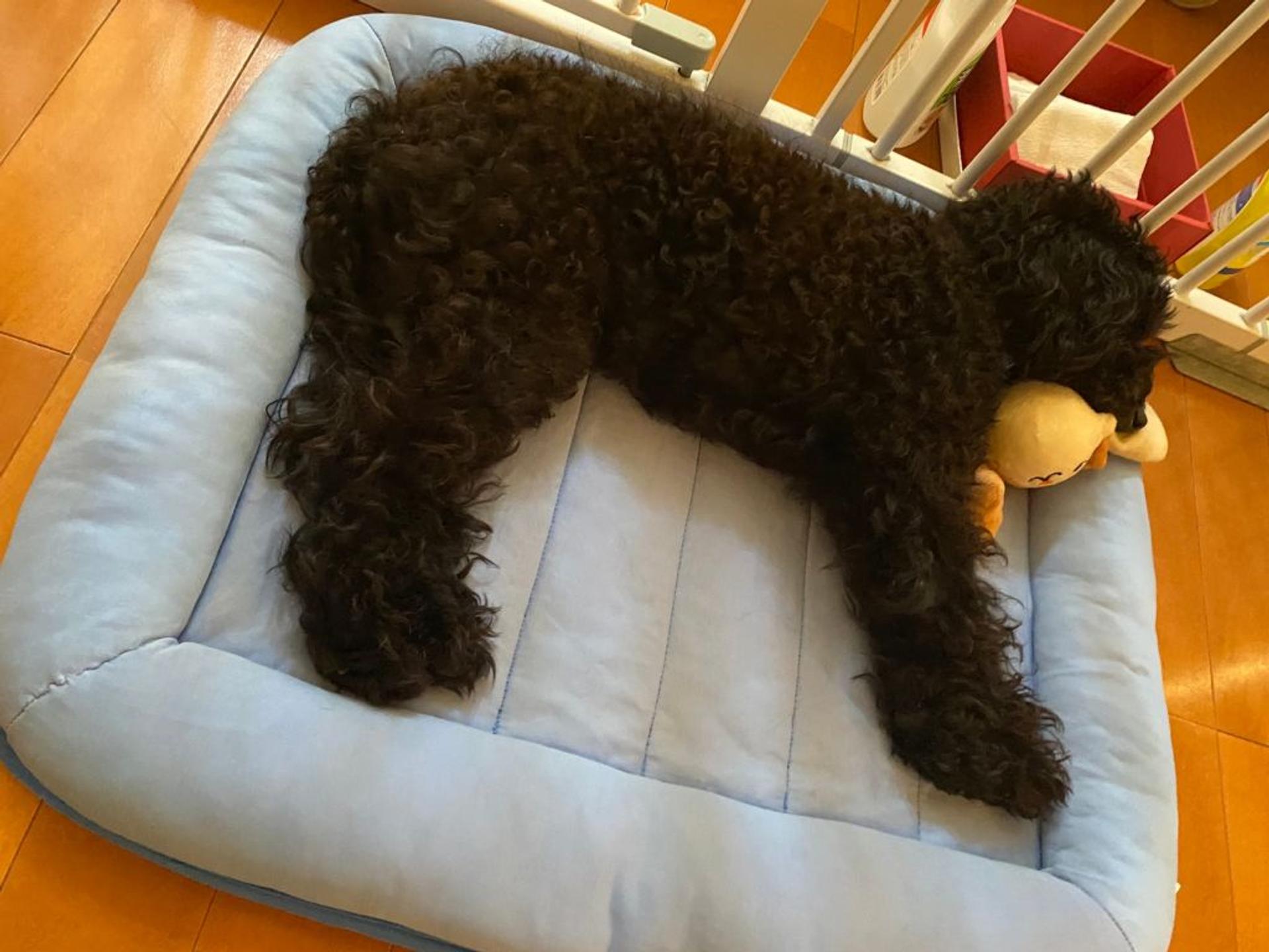 pet-image-5