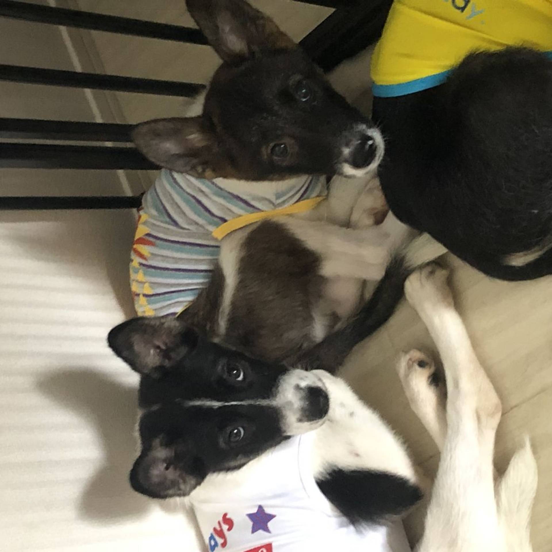 雑種（ミックス犬）・オスの里親募集の写真