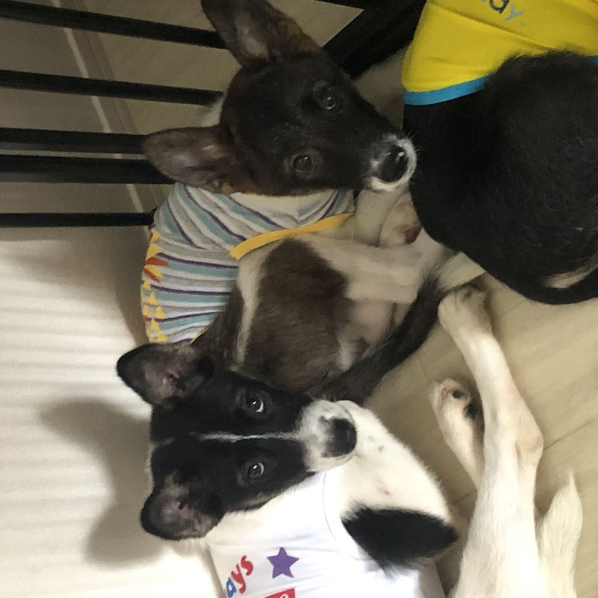 雑種（ミックス犬）・オスの里親募集の写真