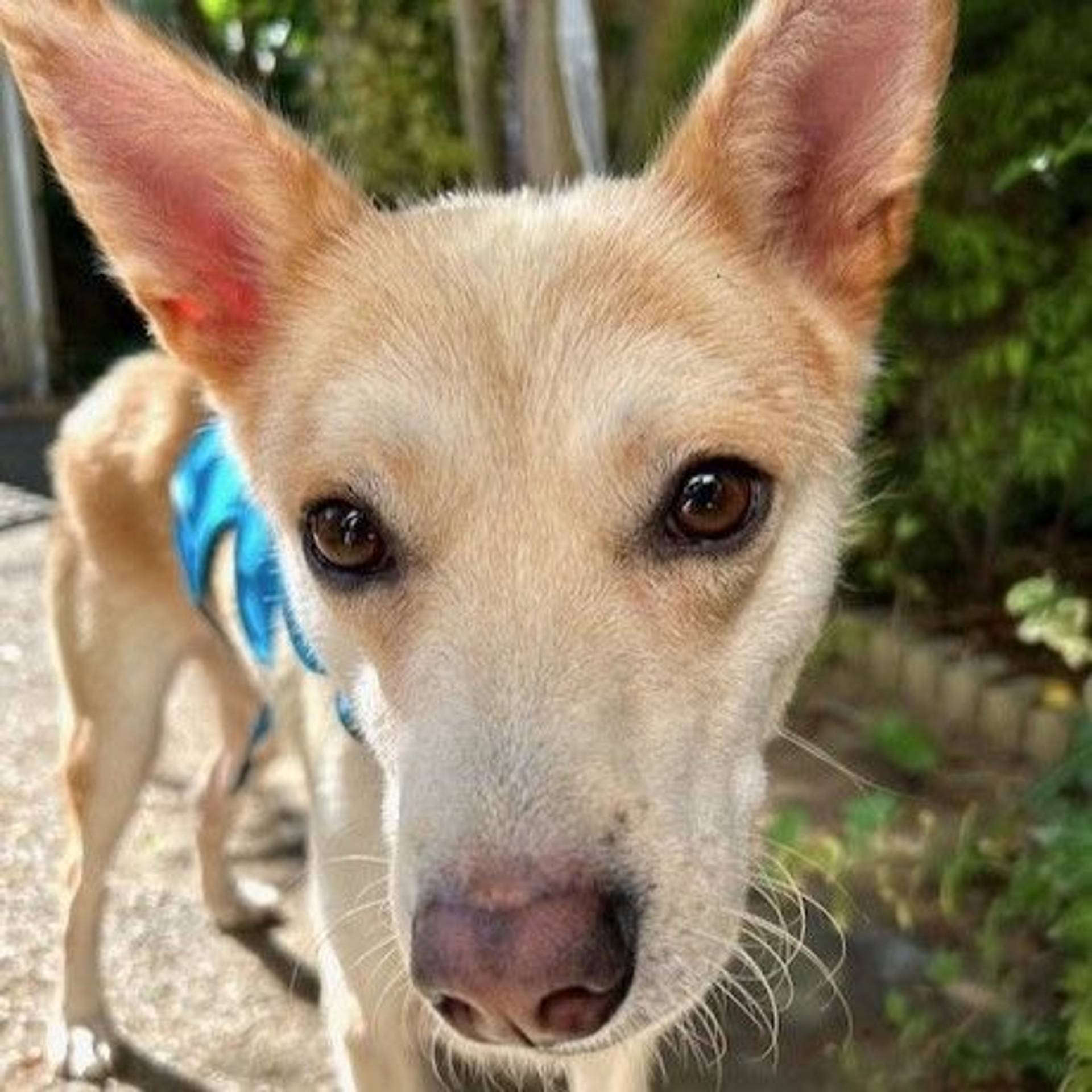 雑種（ミックス犬）・オスの里親募集の写真