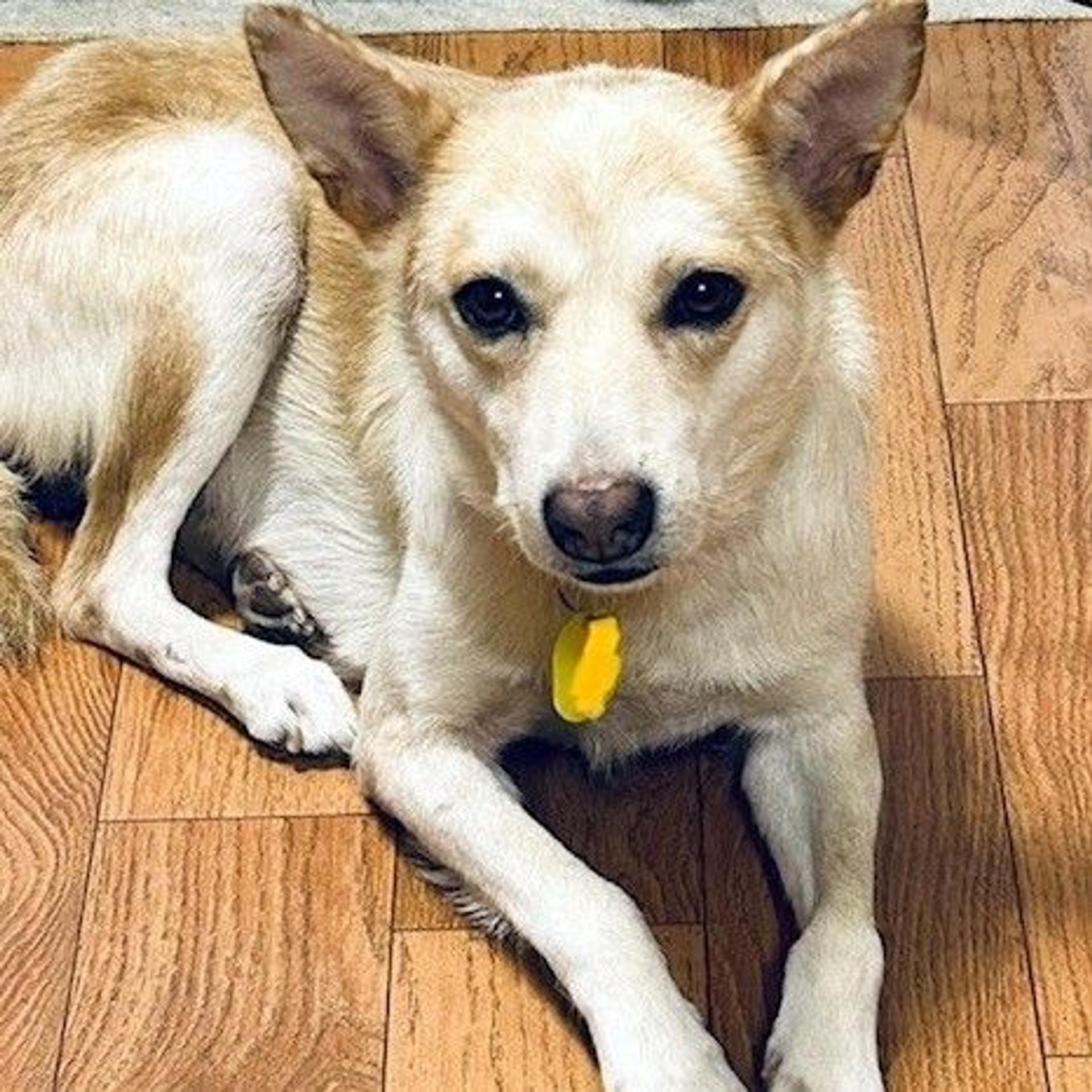 pet-image-3