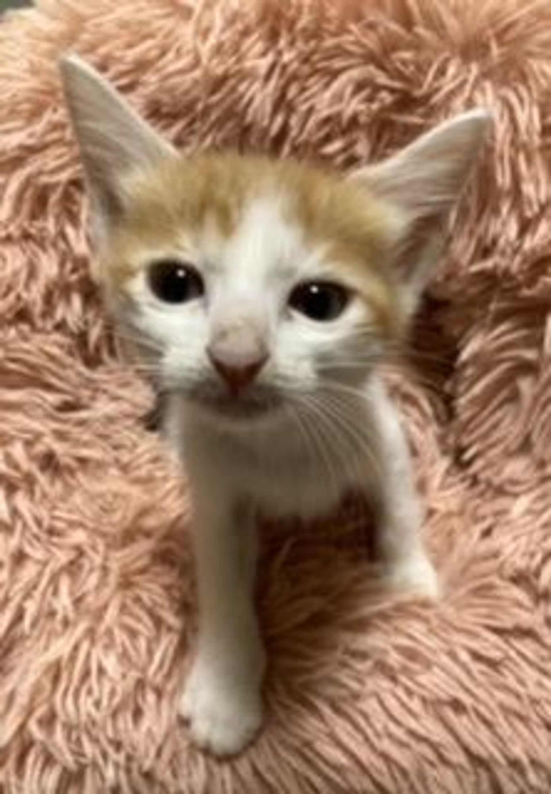 雑種（ミックス猫）・オスの里親募集の写真