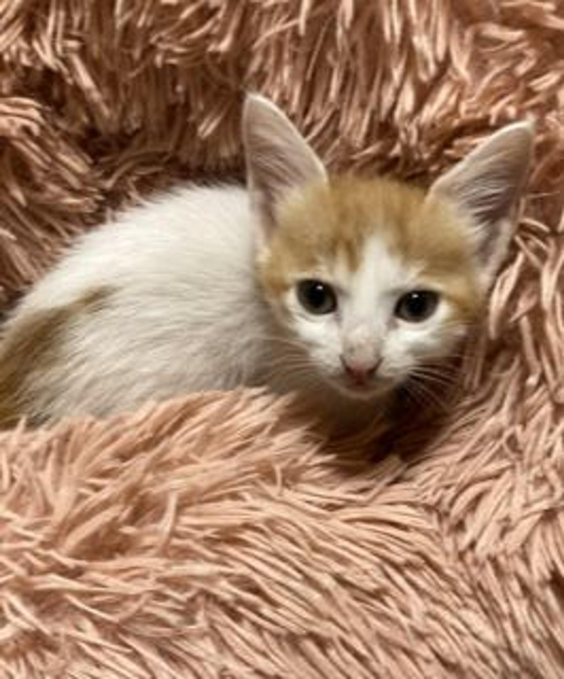 pet-image-3
