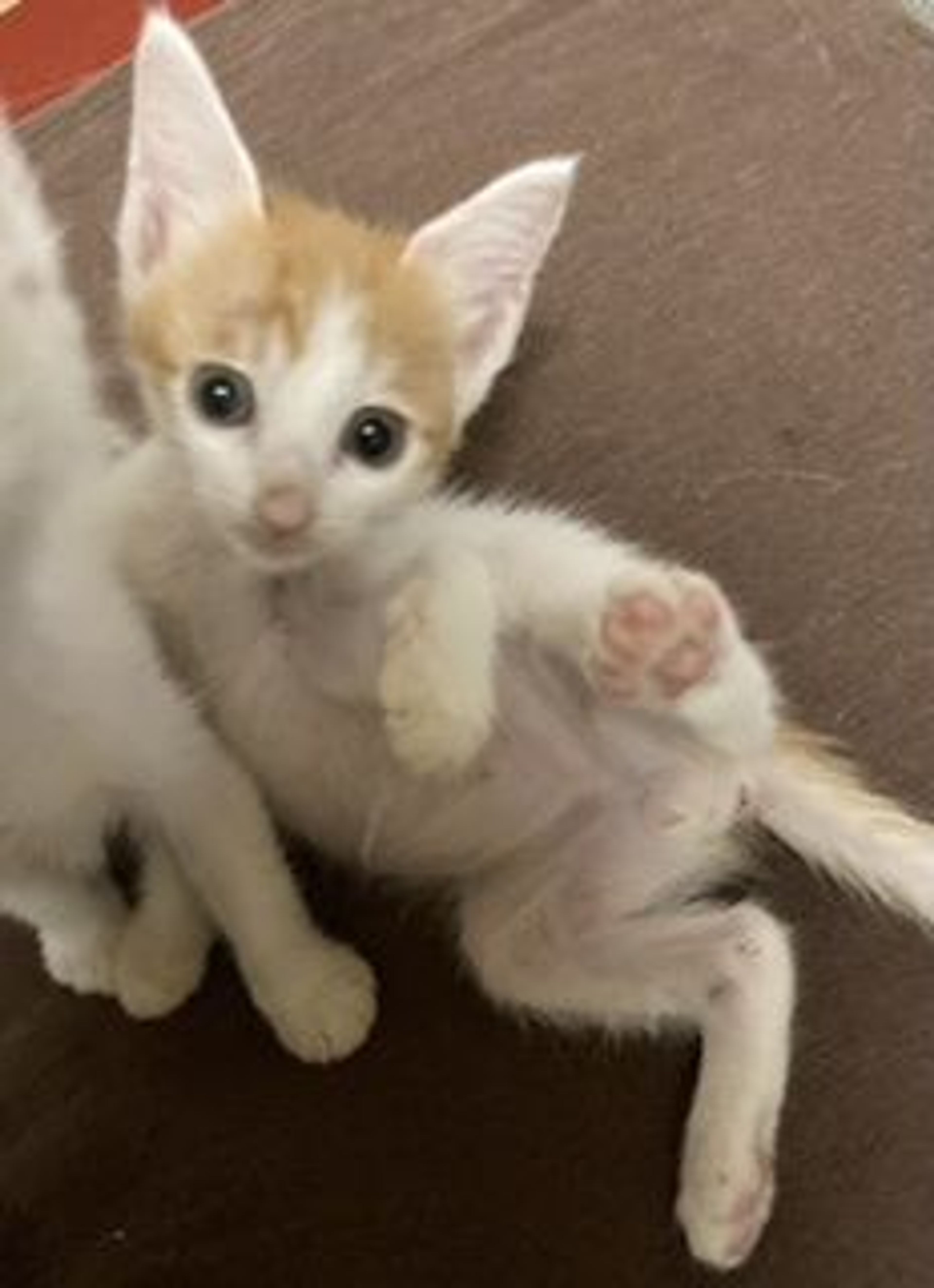 pet-image-4